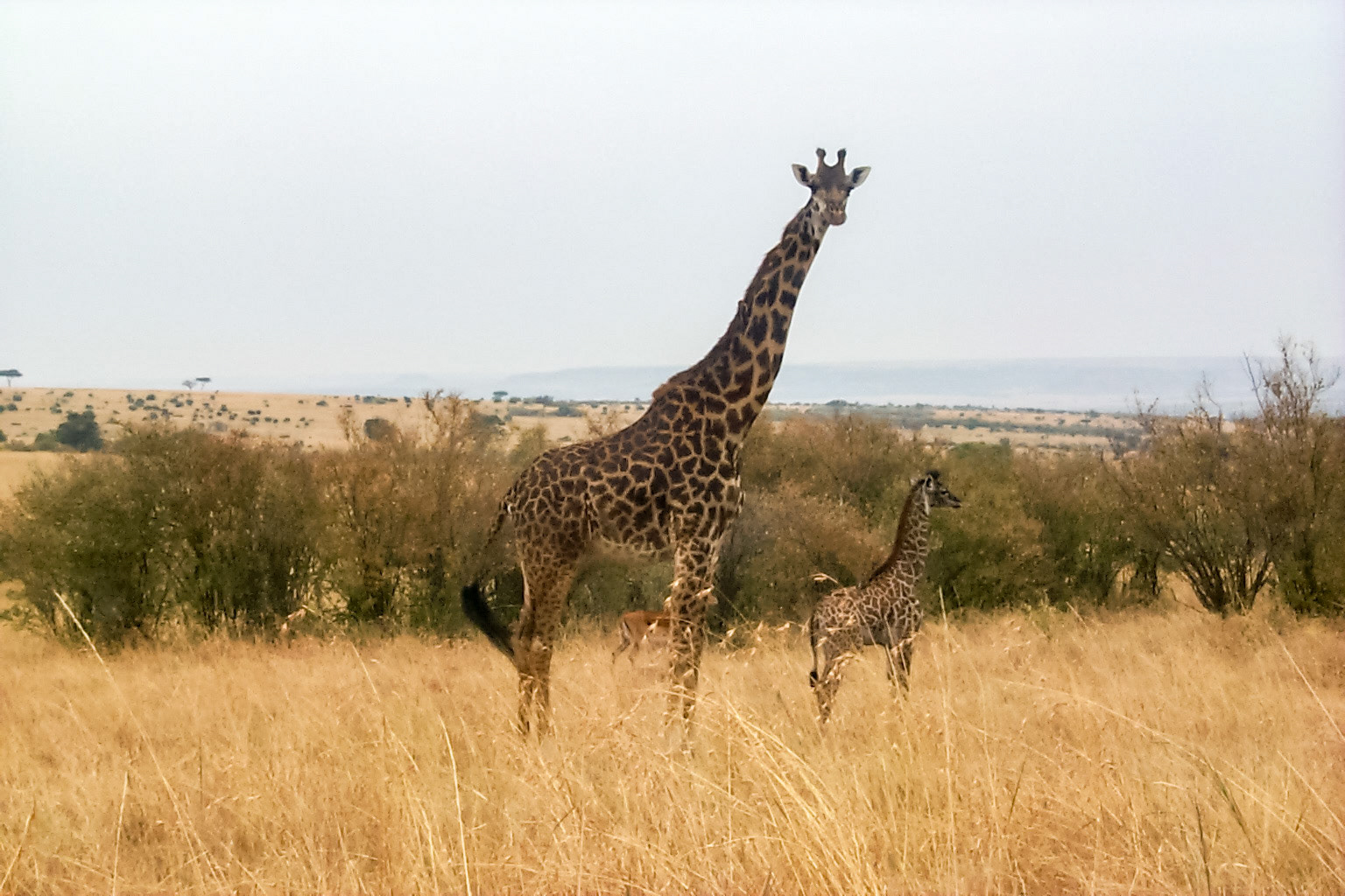 African photo safari, momma and baby giraffe - Kenya