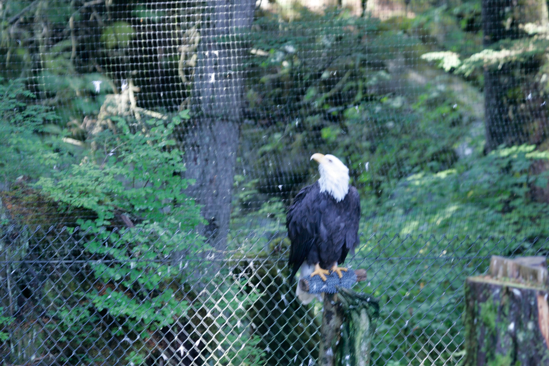 Rescued bald eagle - Sitka, Alaska