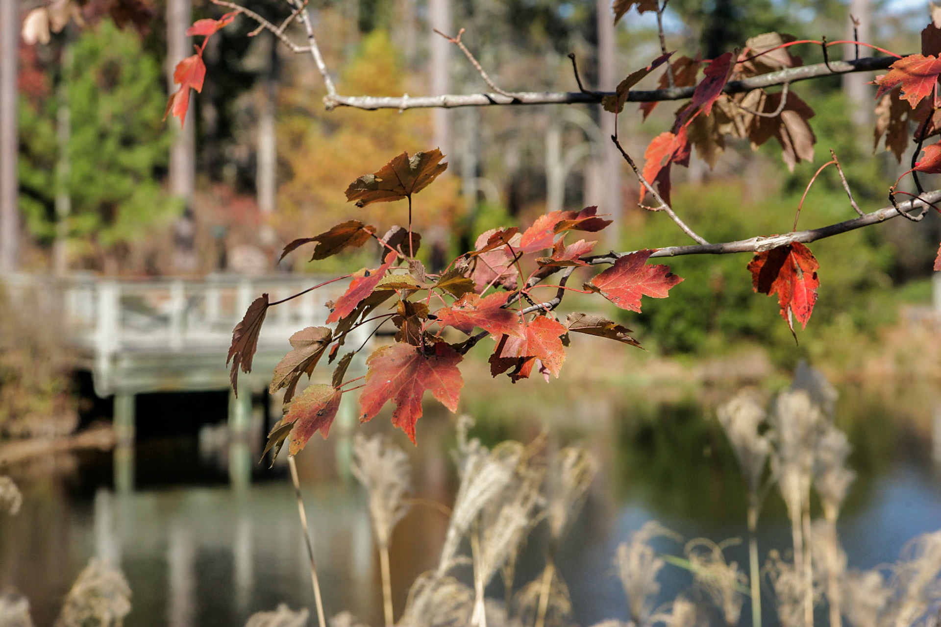 Calloways Gardens, - Pine Mountain, GA