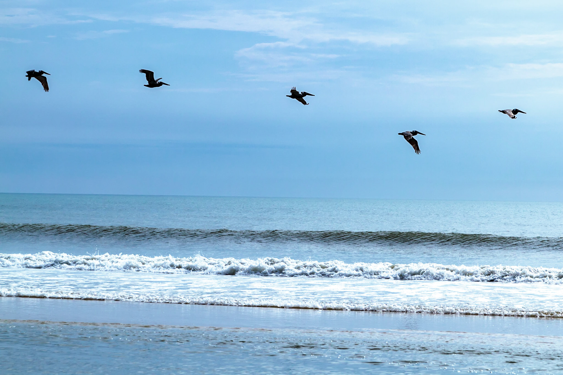 Pelicans at the beach