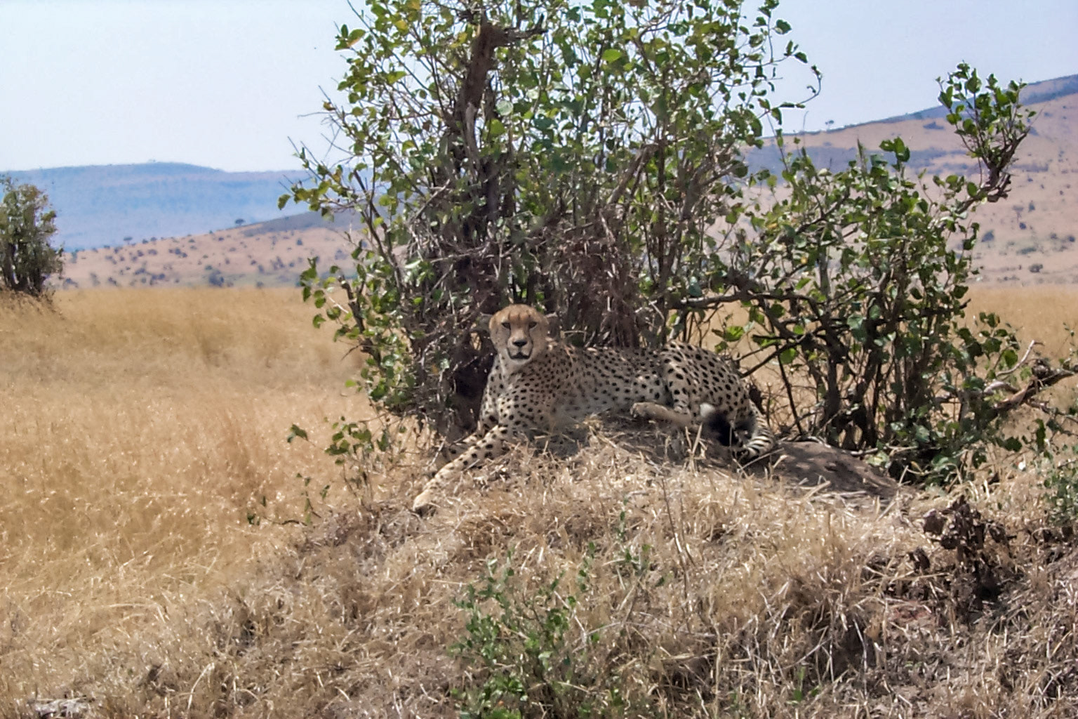 African photo safari, cheetah - Kenya