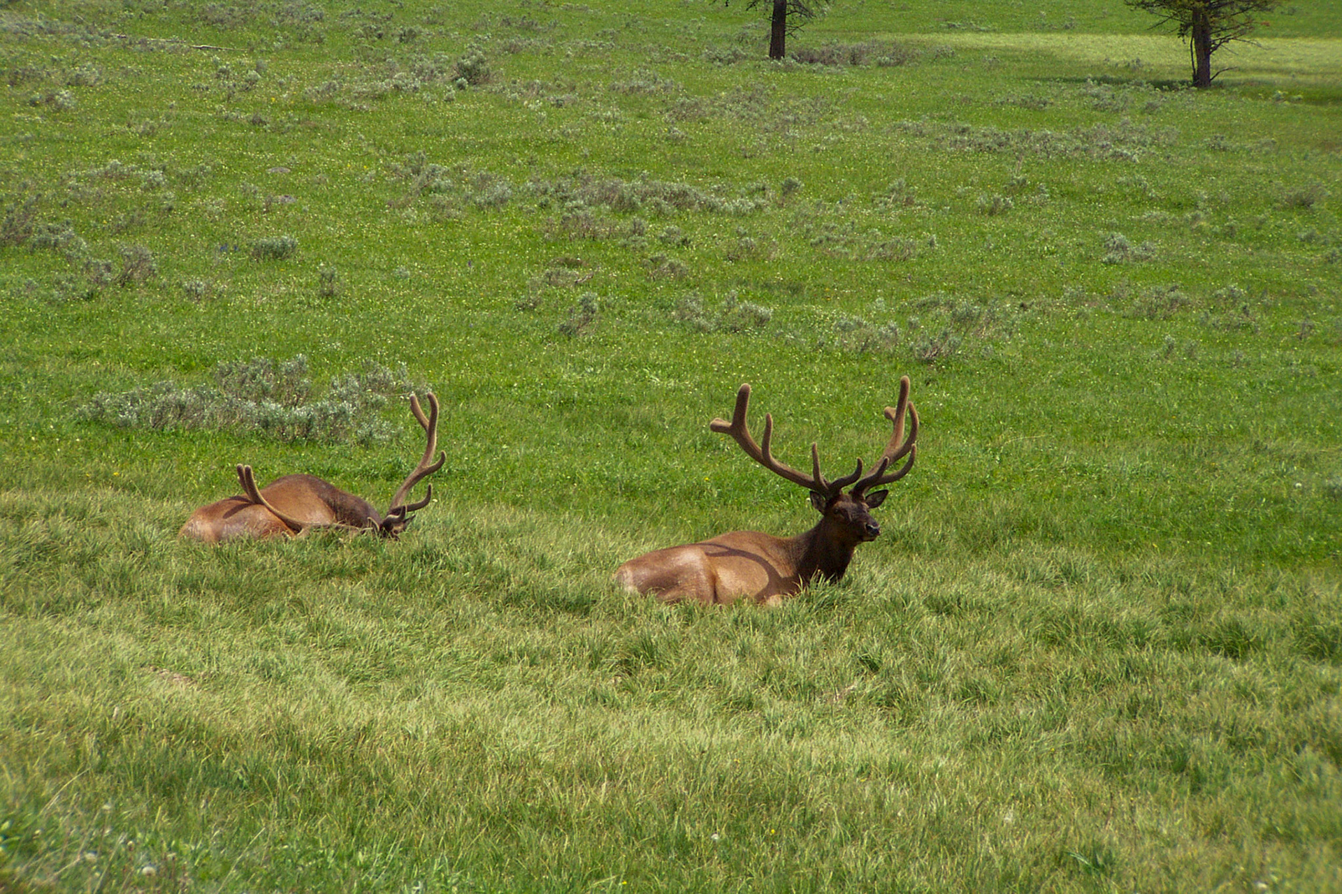 Elk - Yellowstone National Park, Wyoming