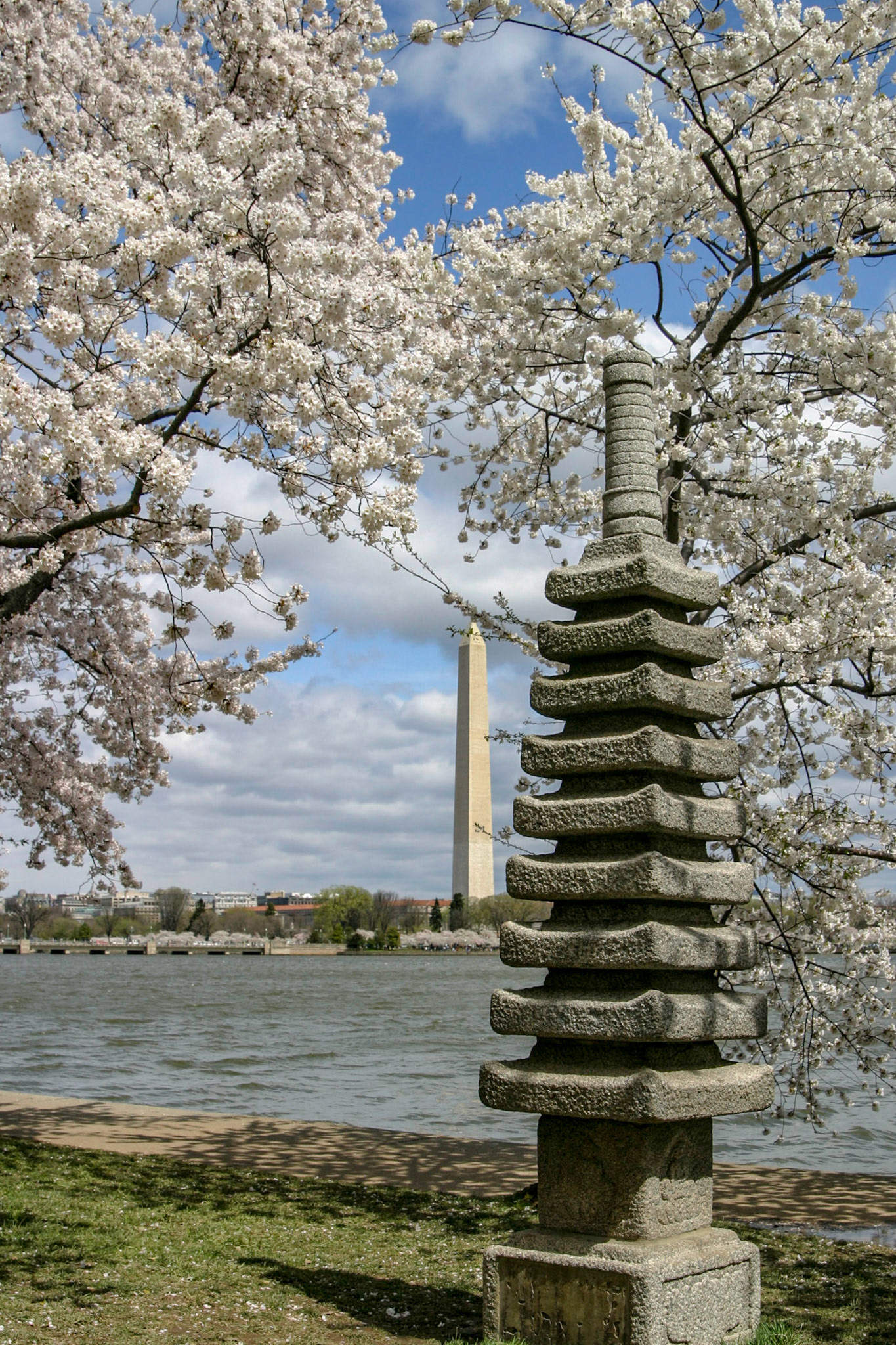 Cherry blossoms around the Tidal Basin with Washington Memorial in background - Washington, DC