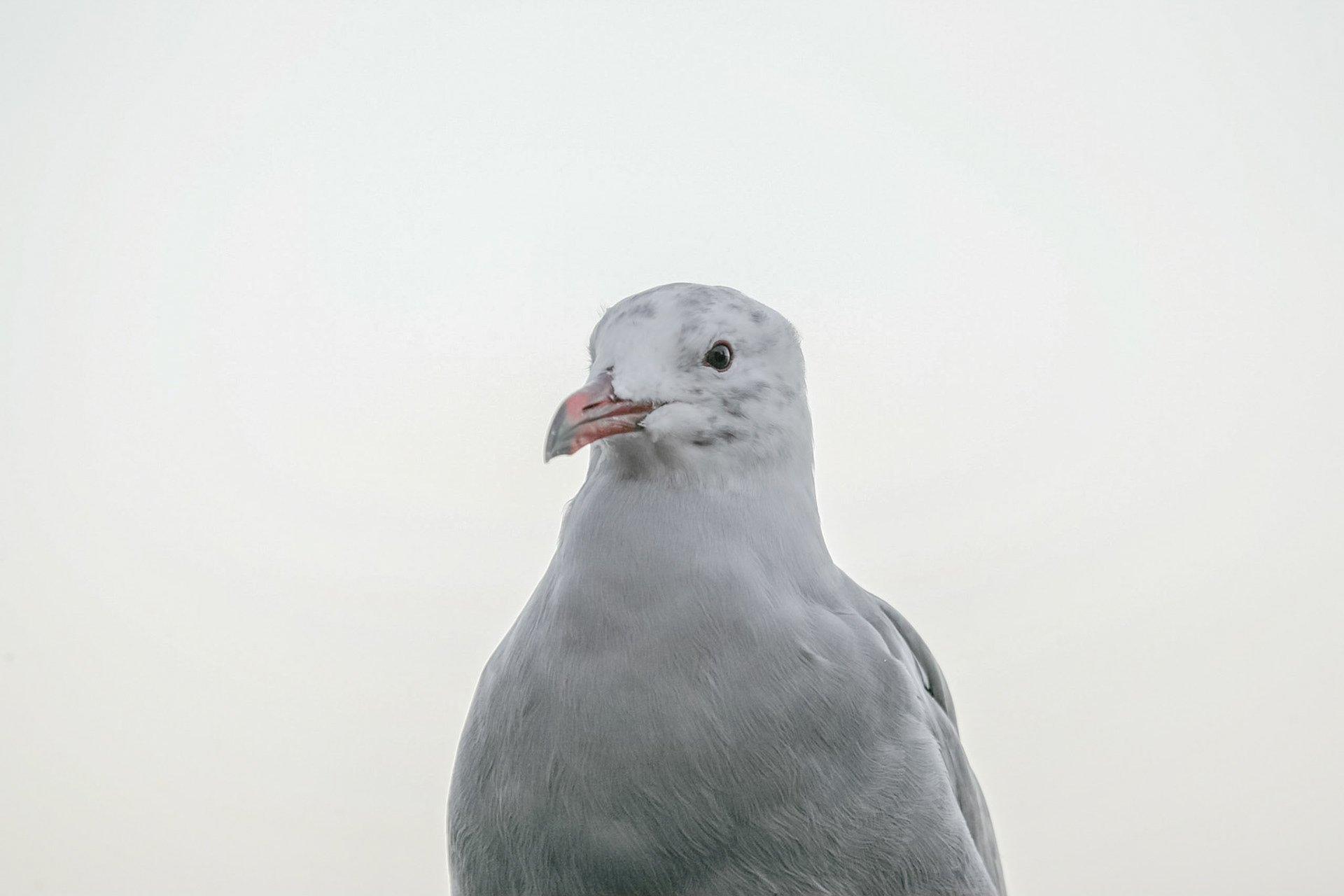 Poop factory, food thief, I mean seagull - Monterey, CA