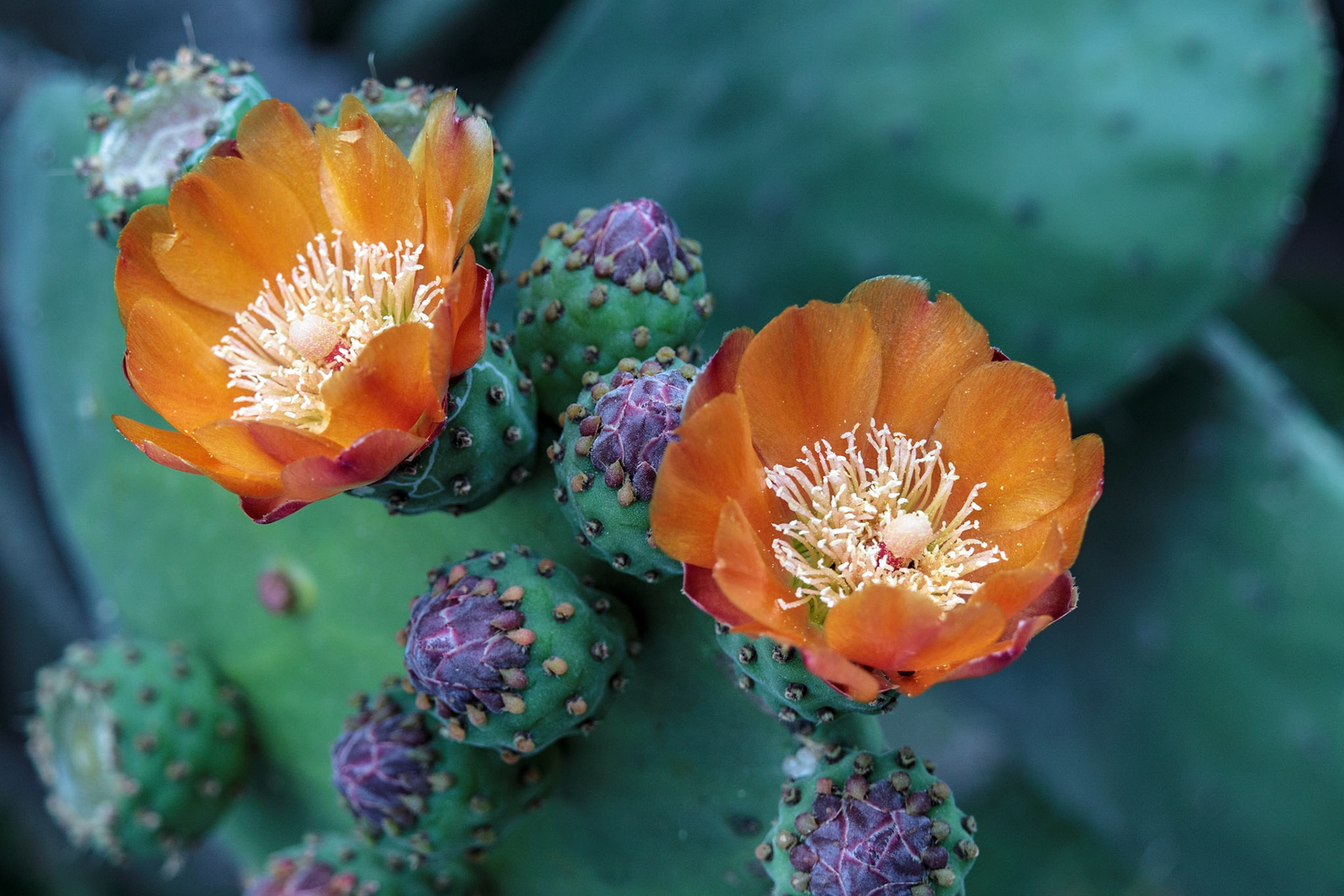 Cactus flower Puerto Quetzal, Guatemala