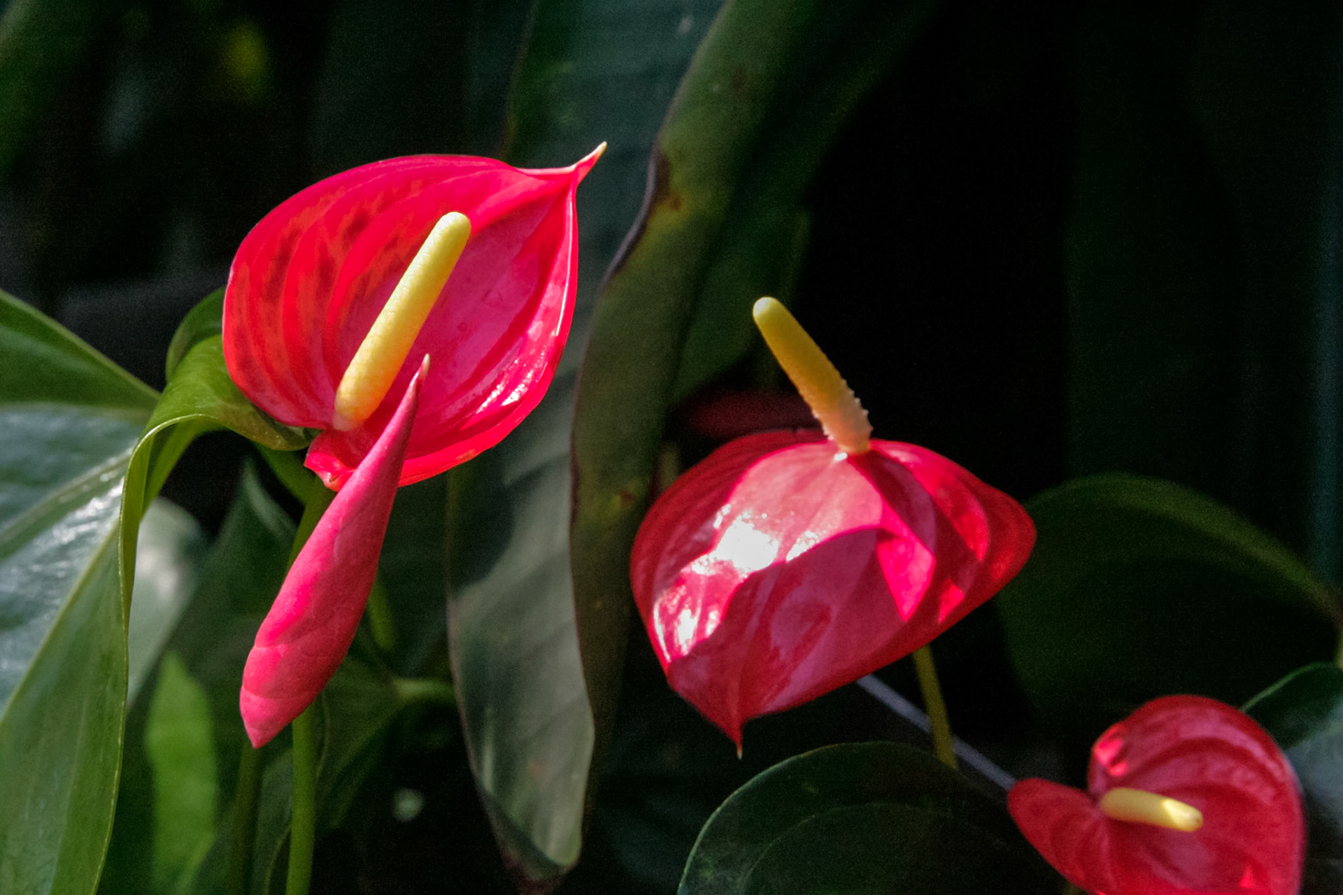 Inside the National Botanical Gardens - Washington, DC