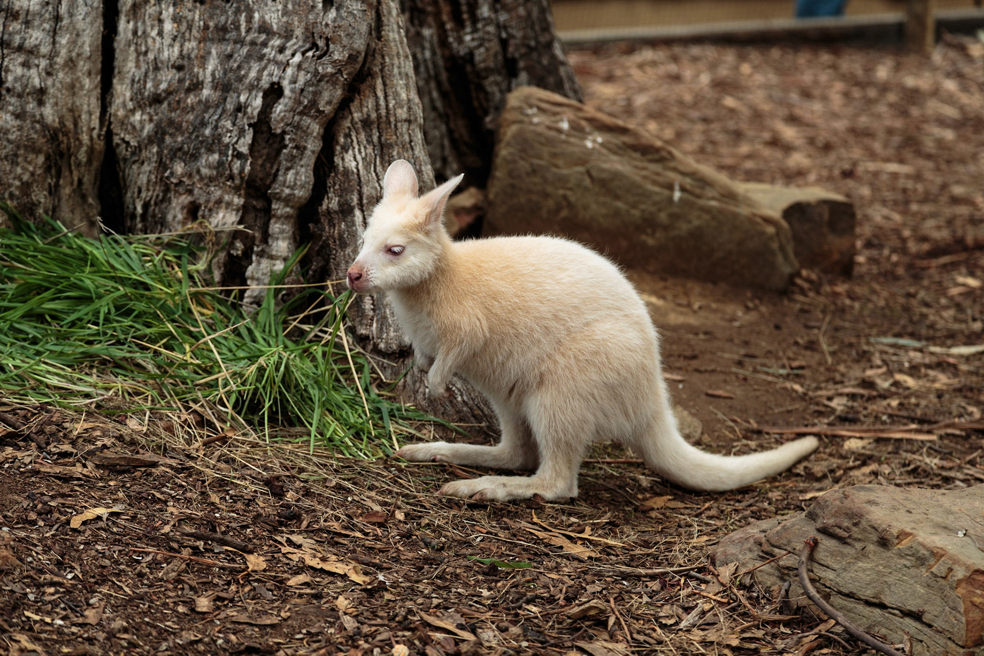 Albino wallaby at Bonorong Wildlife Sanctuary - Hobart, Tasmania, Australia