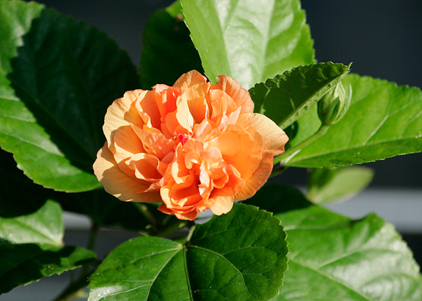 Flower - Interlachen, FL