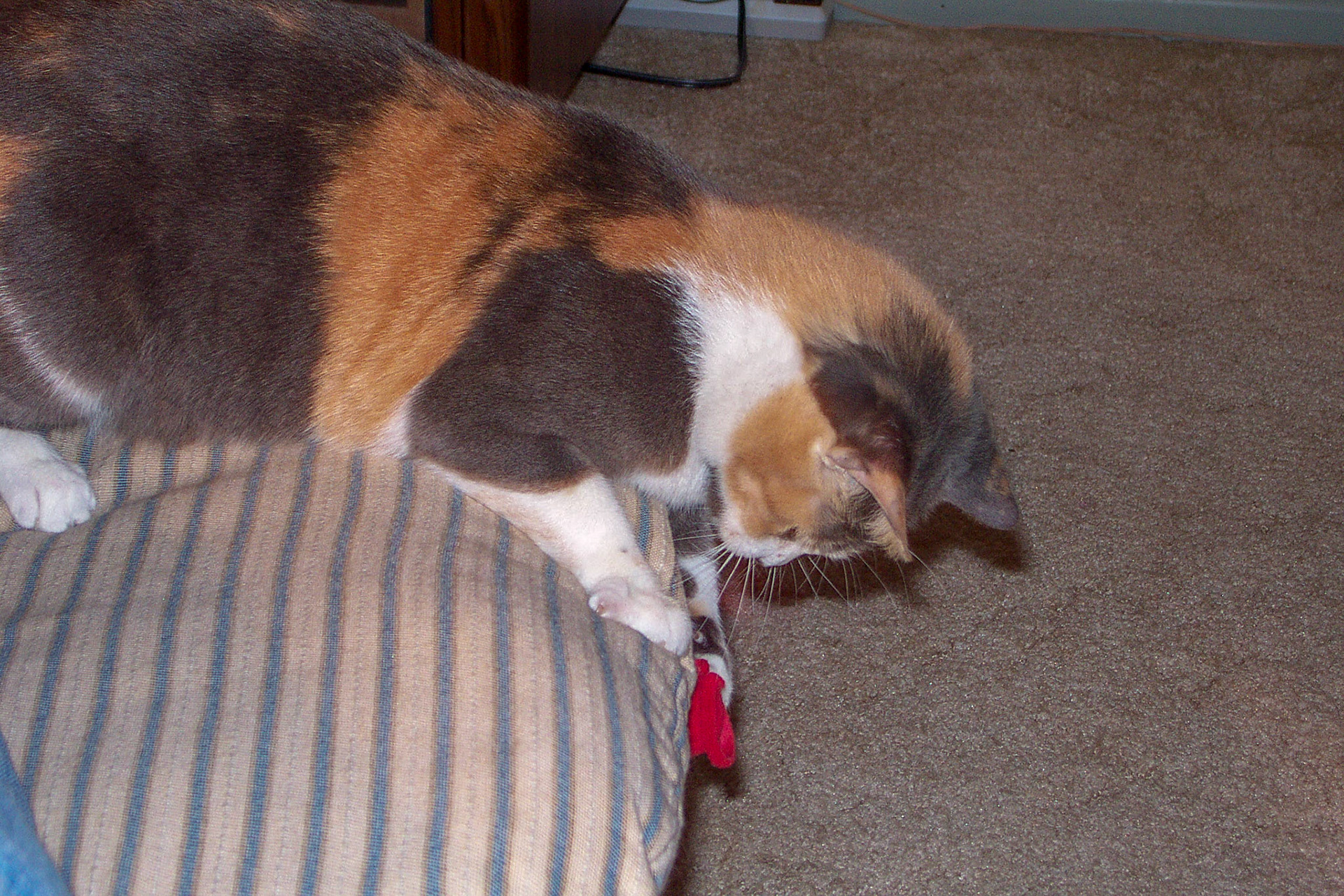Callie playing - Ocala, FL