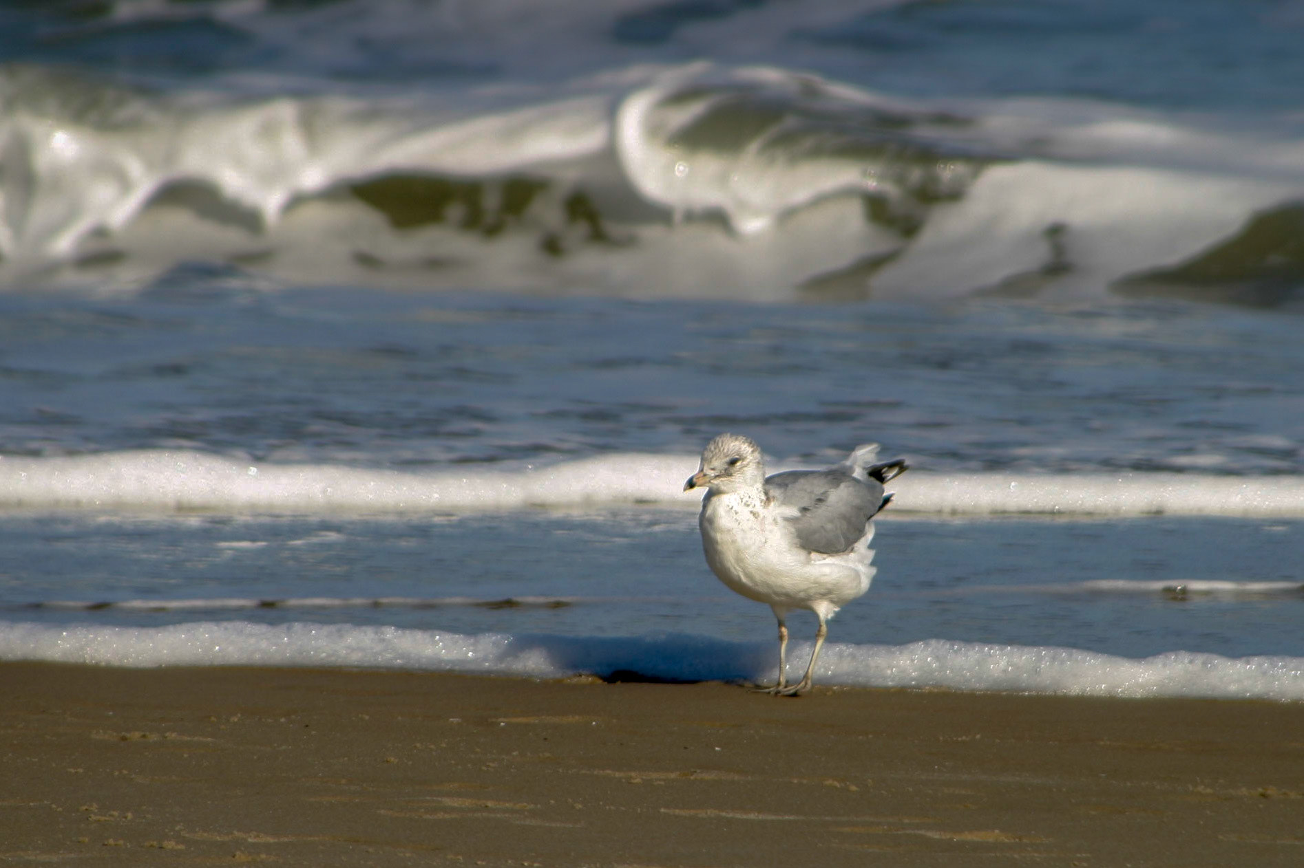 Seagull on the beach - Ocean City, Maryland