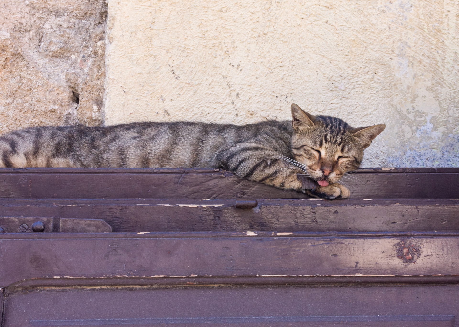 Sleeping cat - Rhodes, Greece