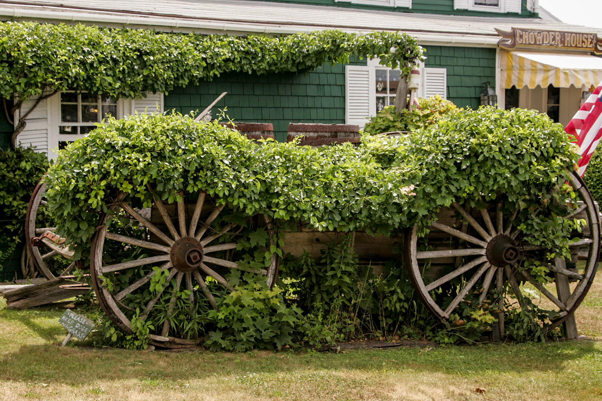 Old plant covered wagon - Boothbay Harbor, ME