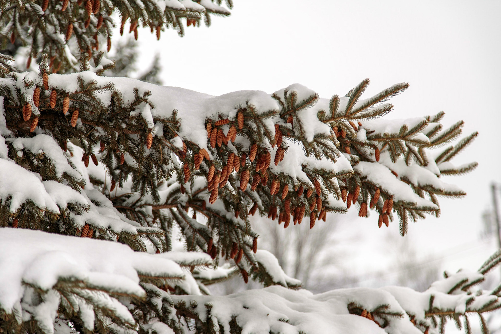 Snow covered tree in Vermont