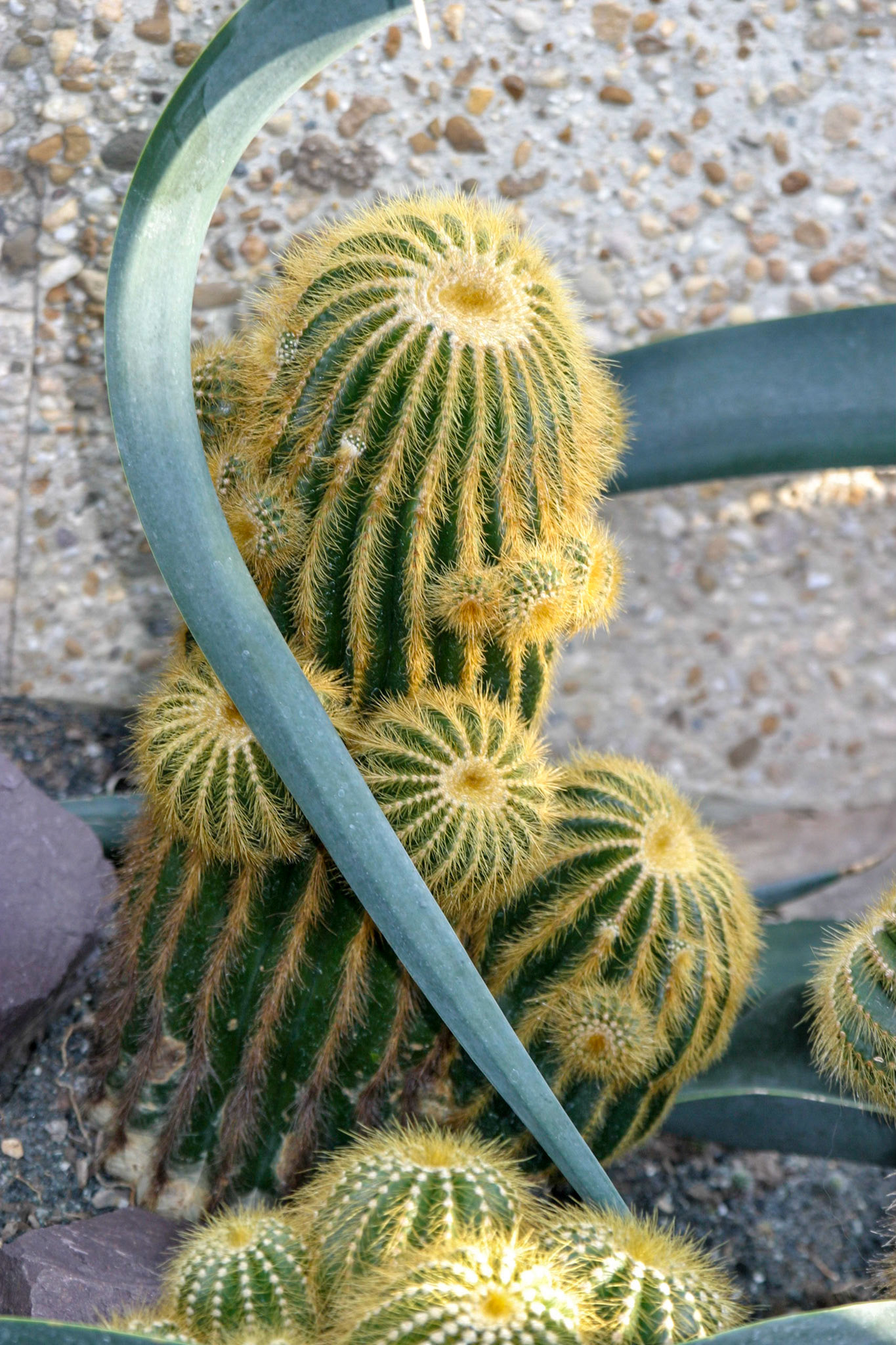 Cactus at the National Botanical Gardens - Washington DC
