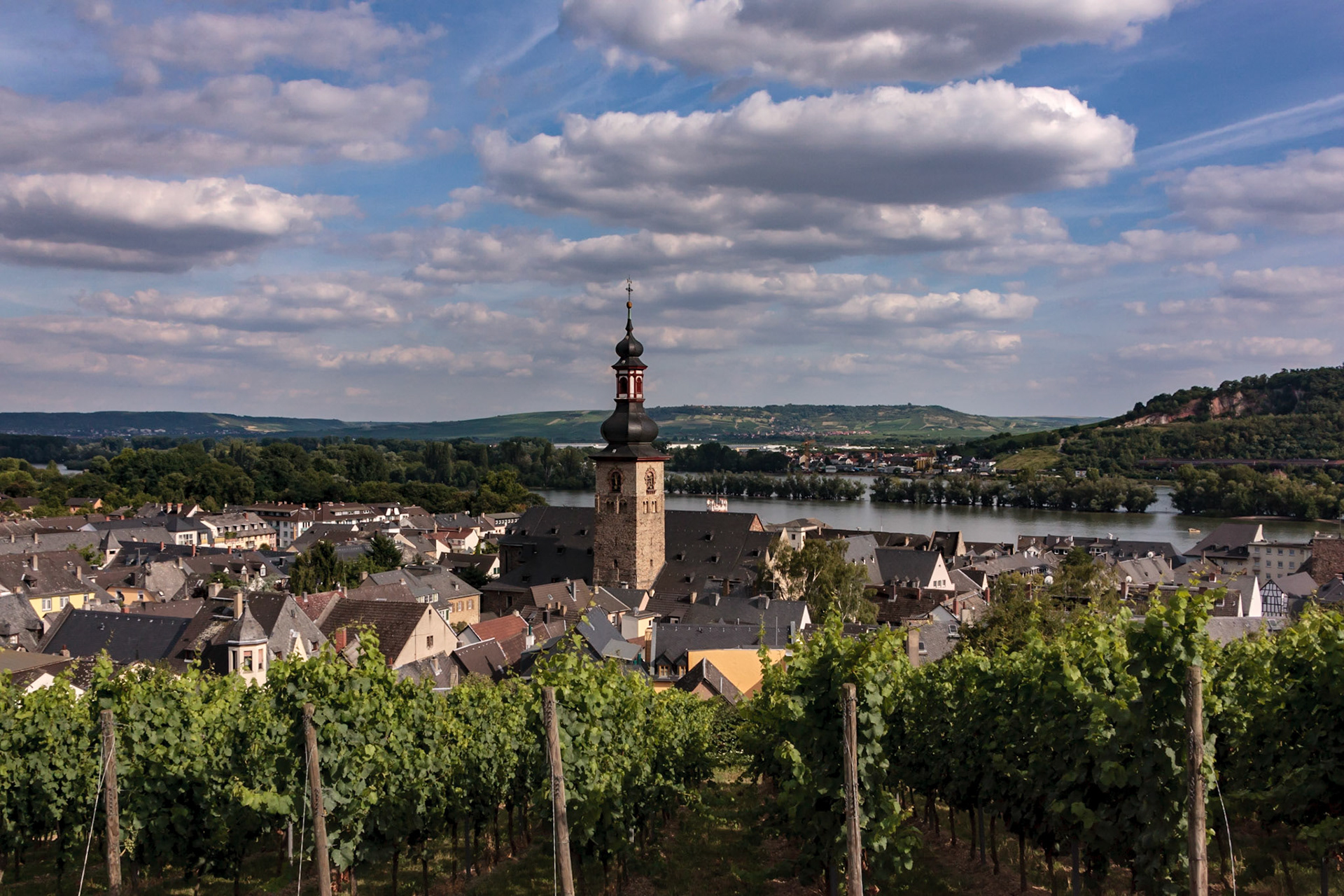 Grapes on the vine - Ruedesheim am Rhein, Germany