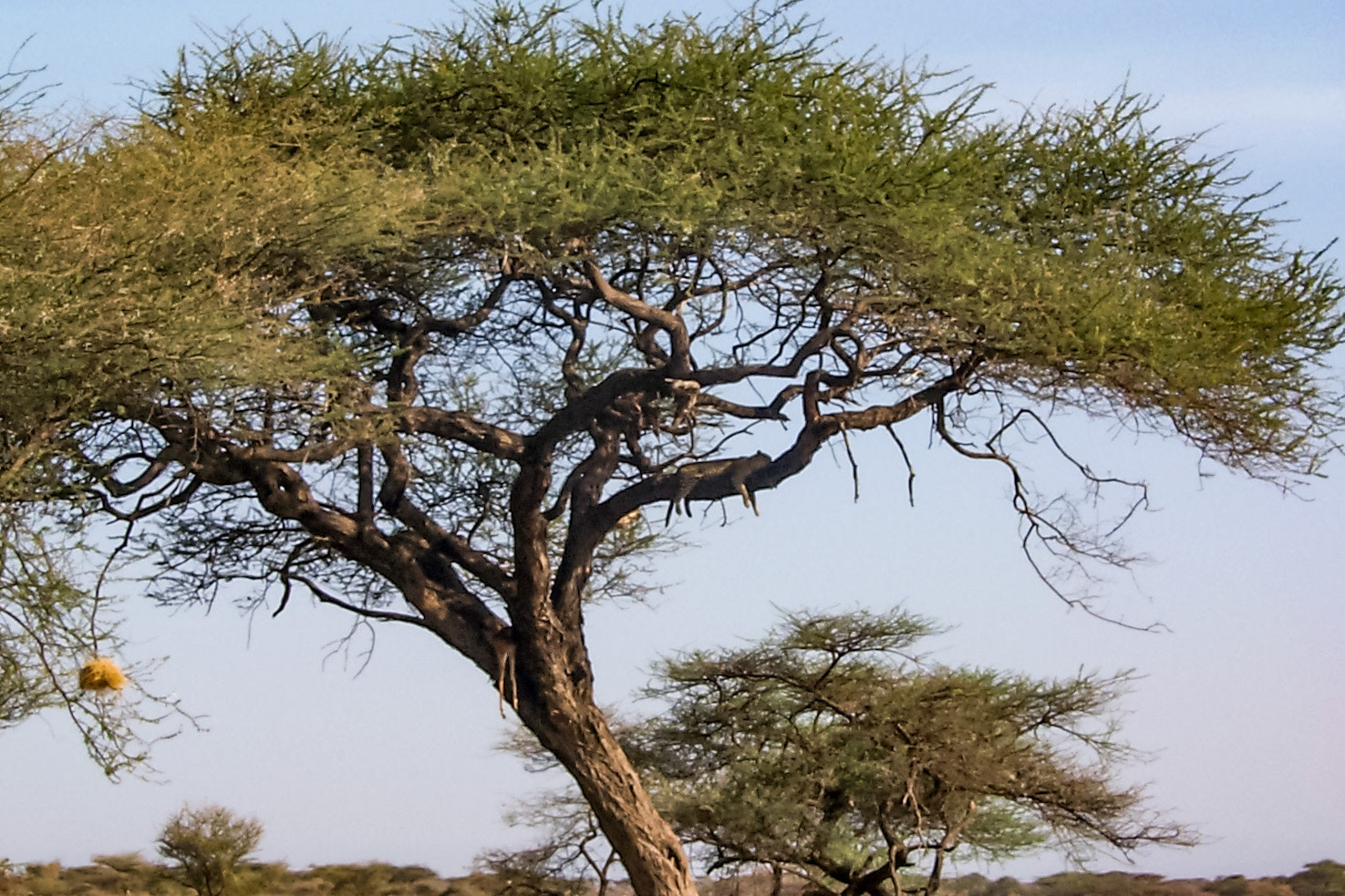 African photo safari, cheetah sleeping in tree with kill - Kenya