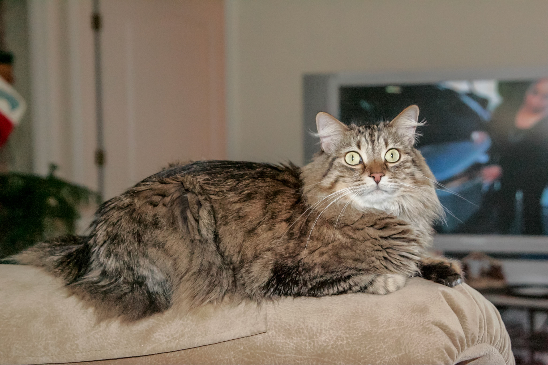 Leo - Interlachen, FL