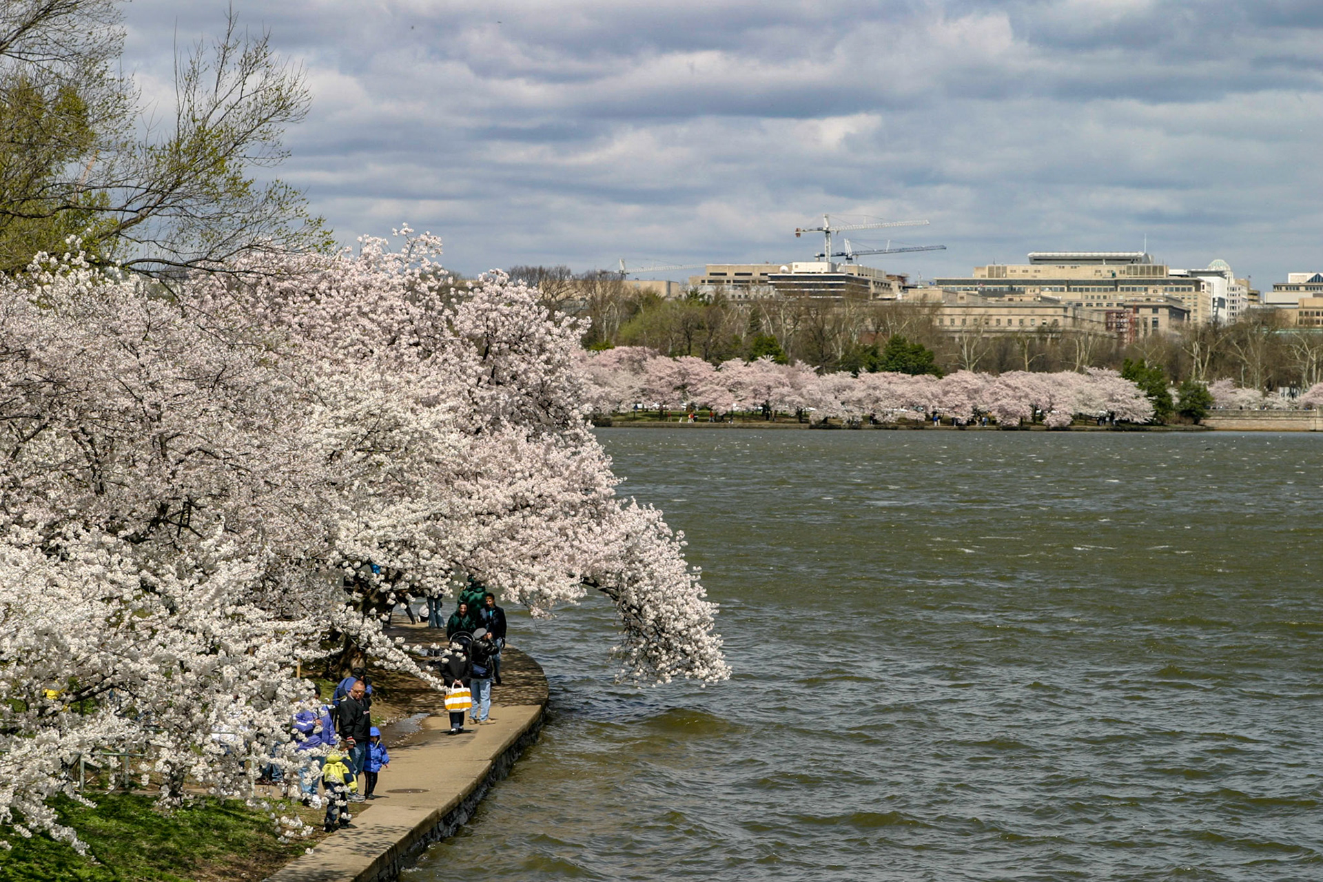 Cherry blossoms around the Tidal Basin - Washington, DC