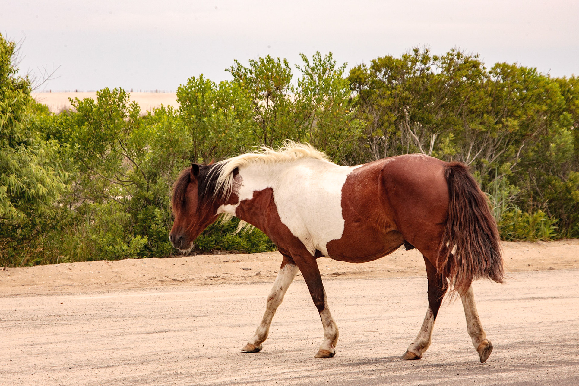 Wild horse - Assateague, Delaware