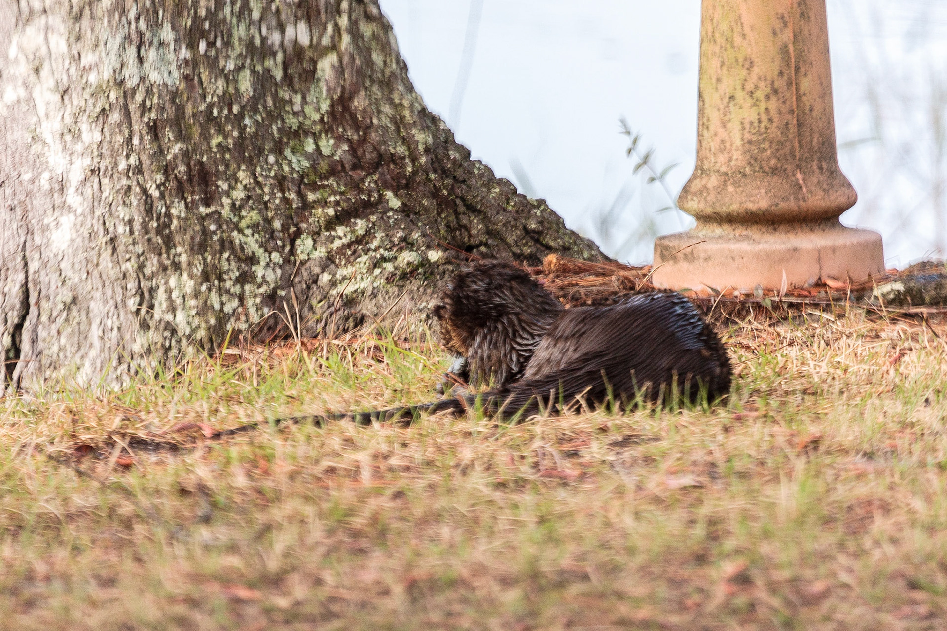 River otter having dinner in backyard - Interlachen, FL