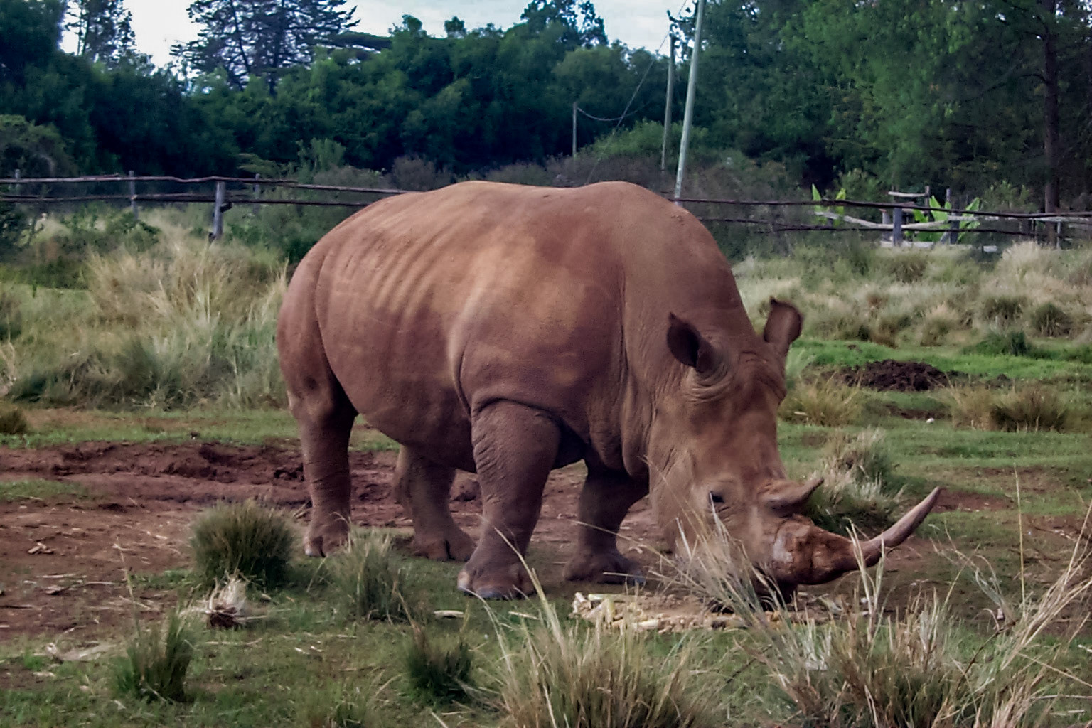 African photo safari, rhinoeros - Kenya
