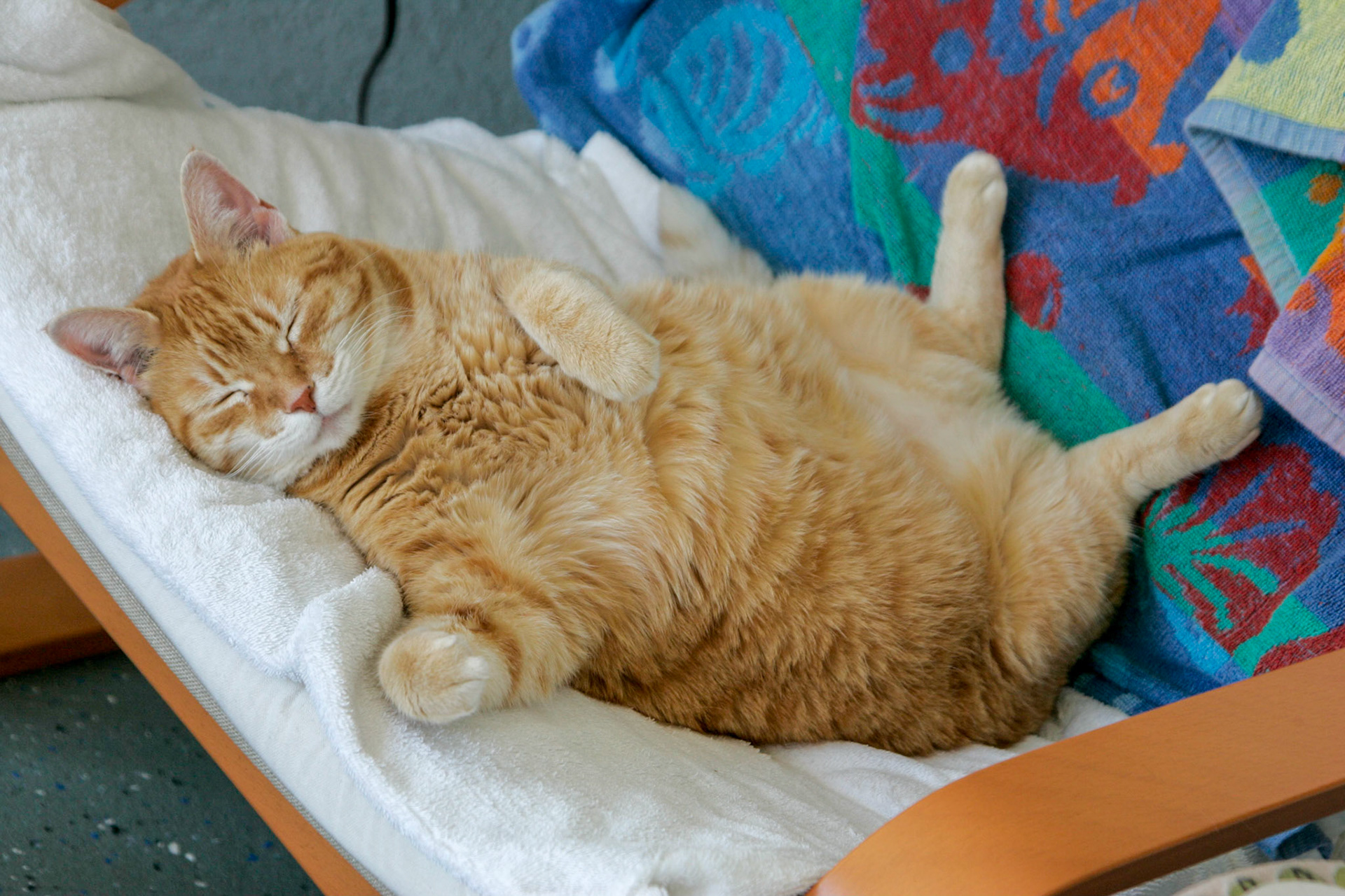 Rusty asleep on the porch - Interlachen, FL