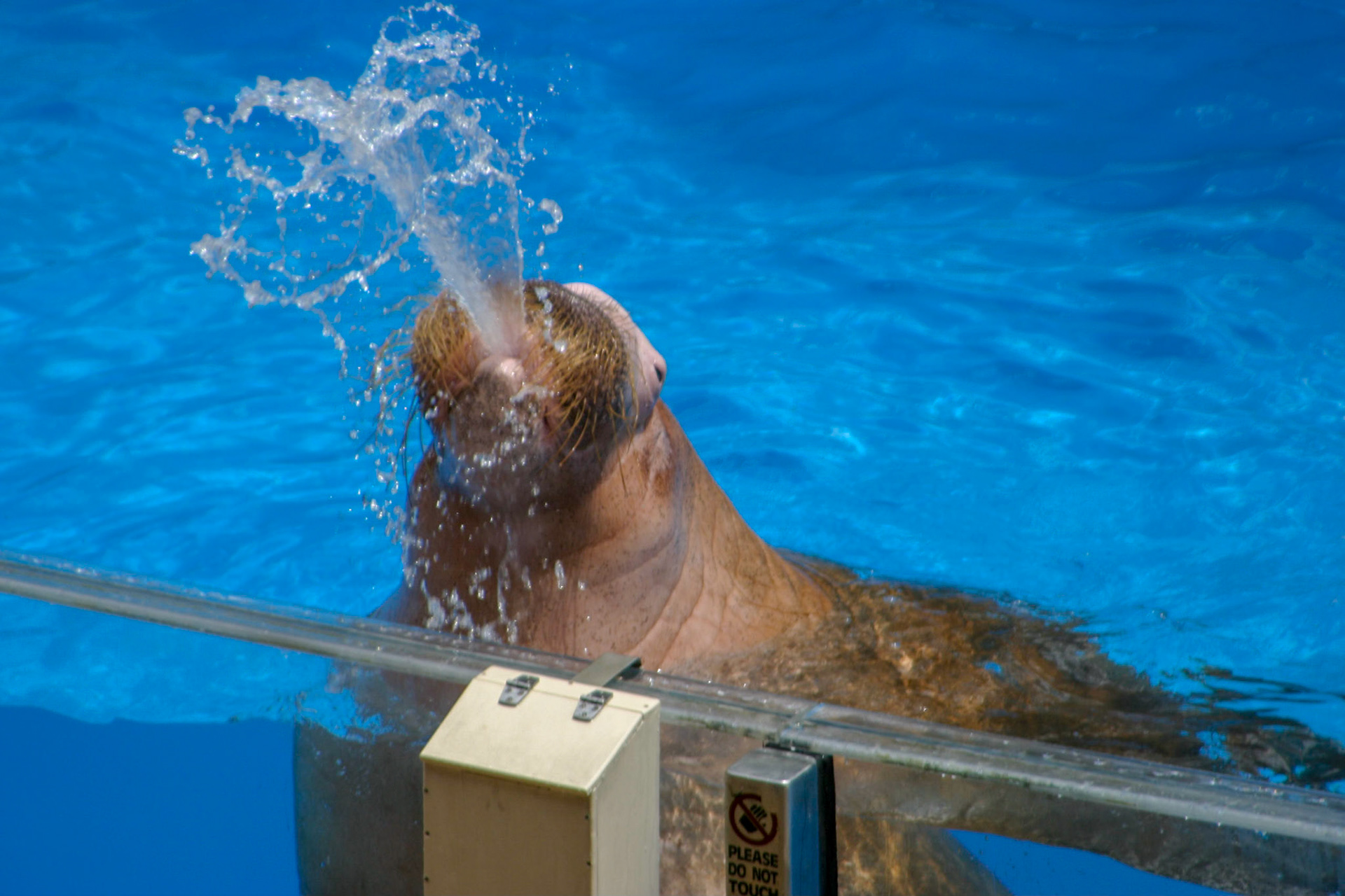 Walrus- Seaworld, Orlando, Florida