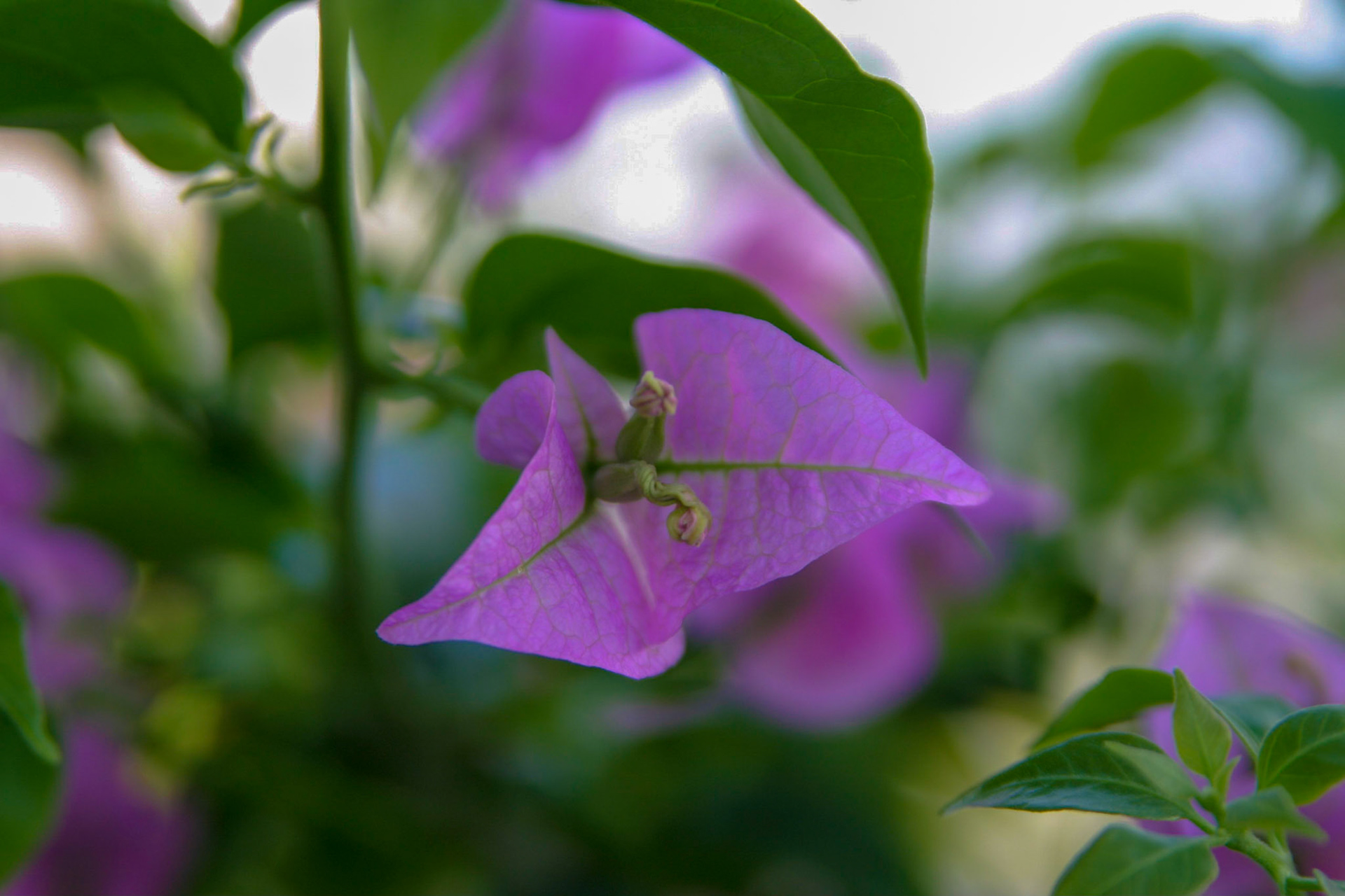 Flowers at the National Botanical Gardens - Washington DC