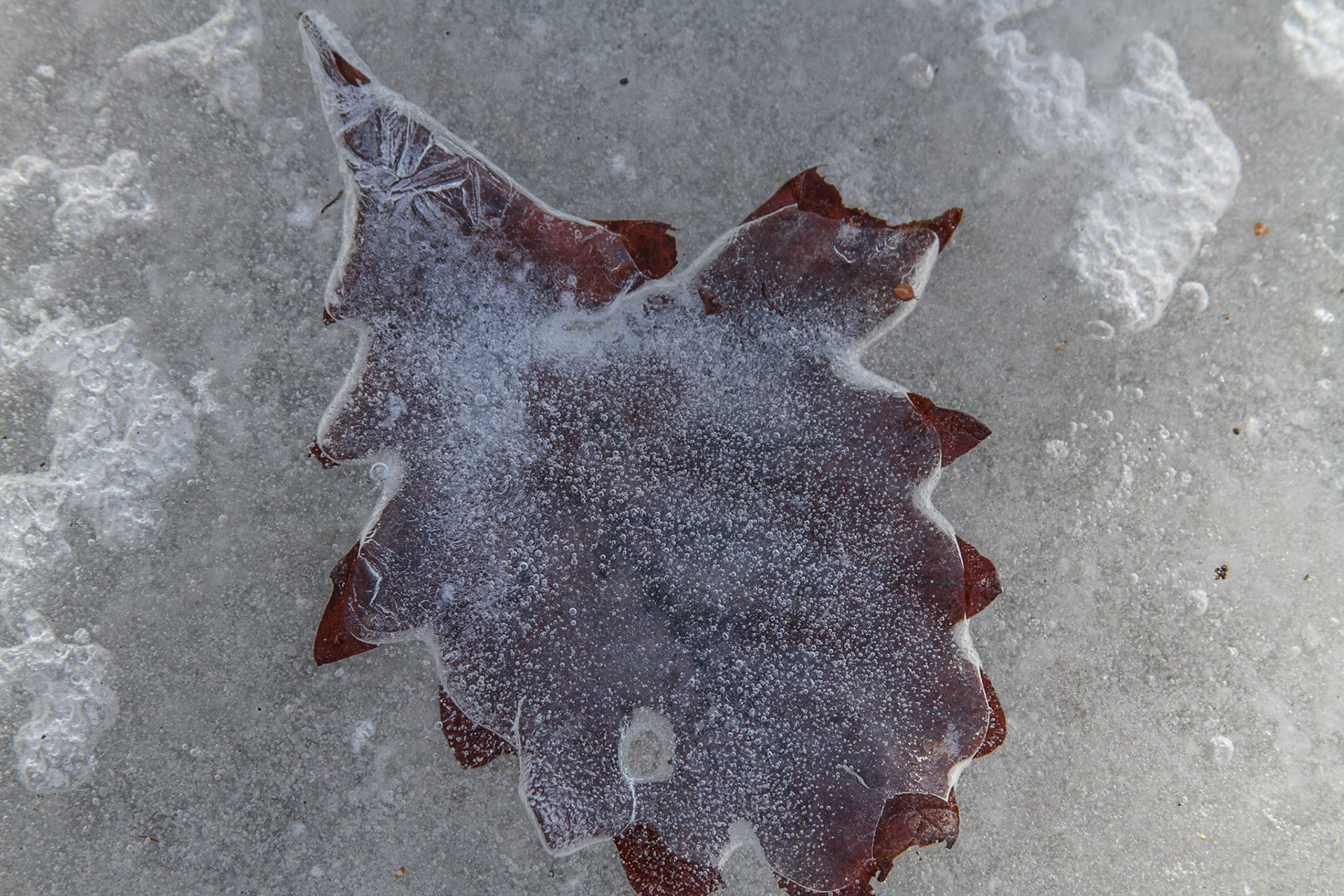 Frozen leaf