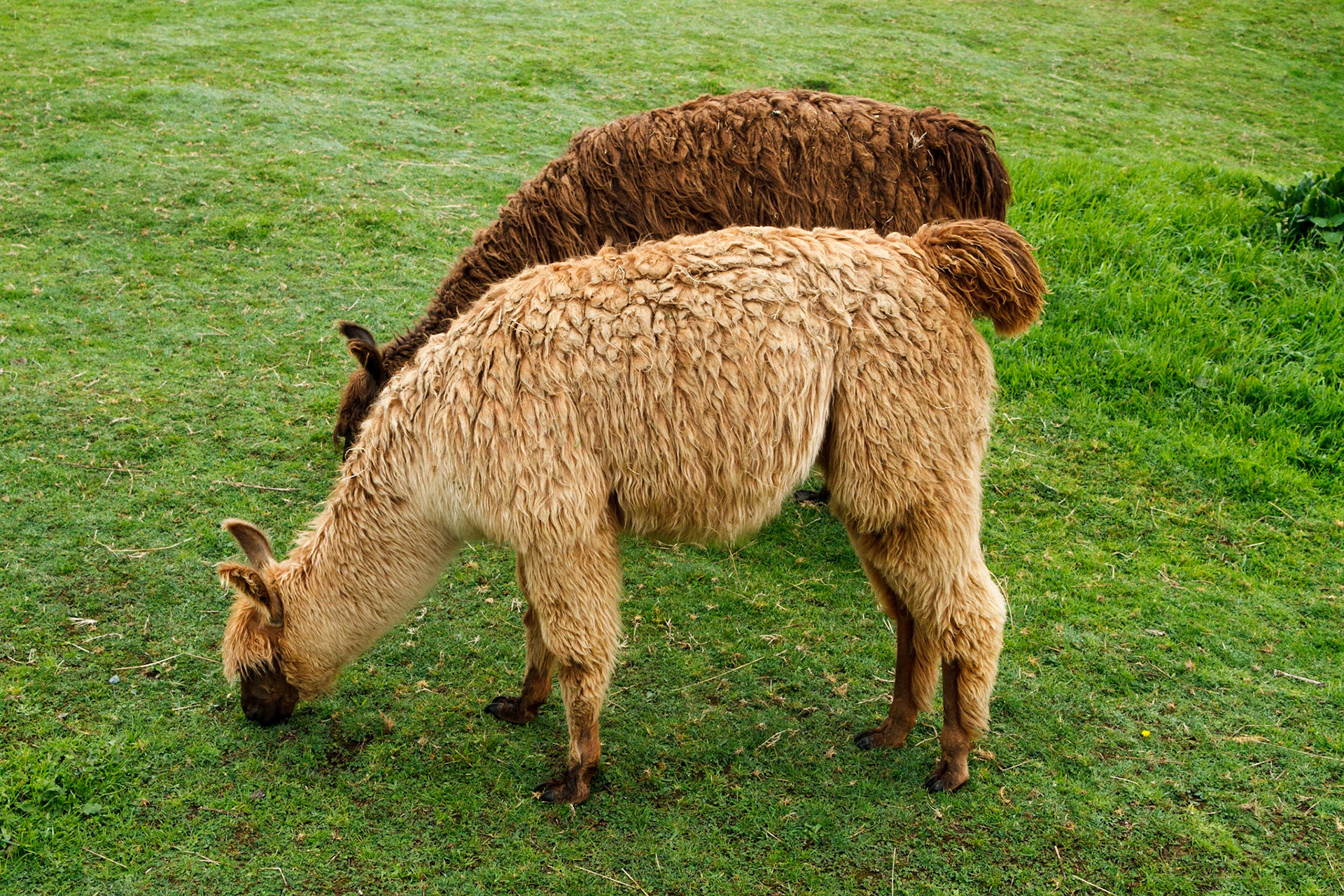 Alpacas - Puerto Montt, Chile