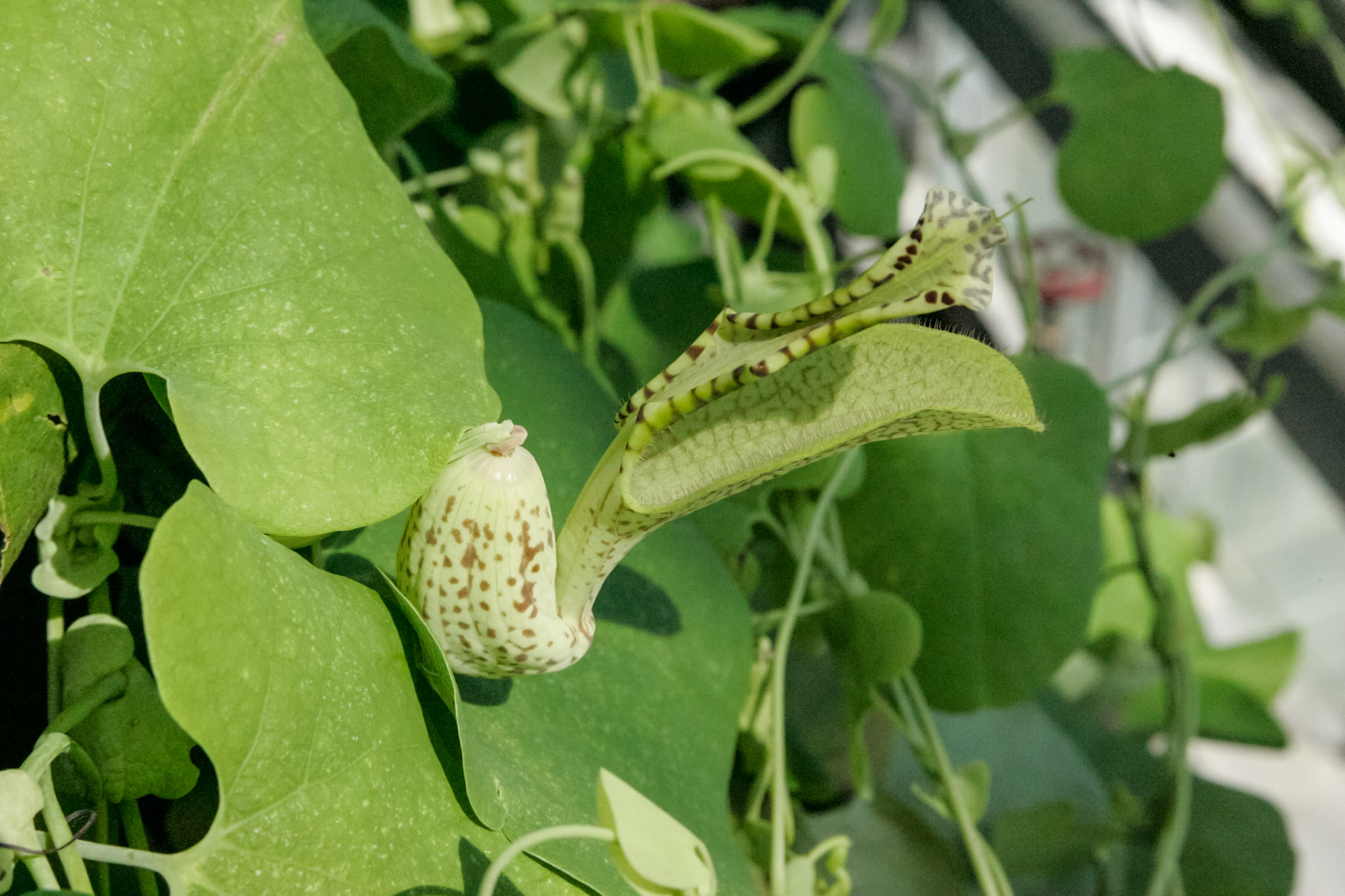 Inside the National Botanical Gardens - Washington, DC