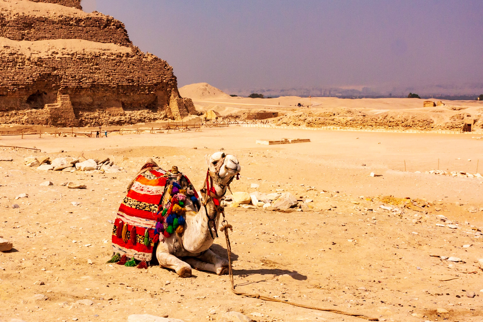 Camel at Step Pyramid of Djoser - Alexandria, Egypt