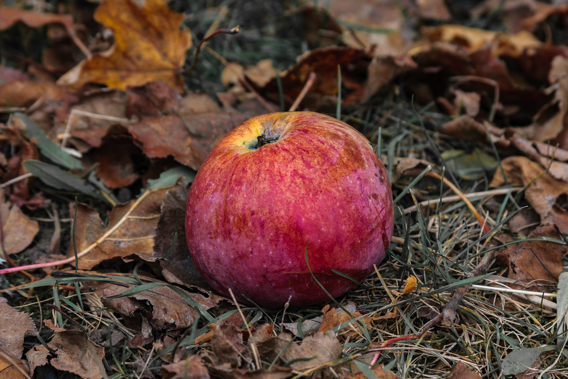 Fallen apple in autumn - Colchester VT