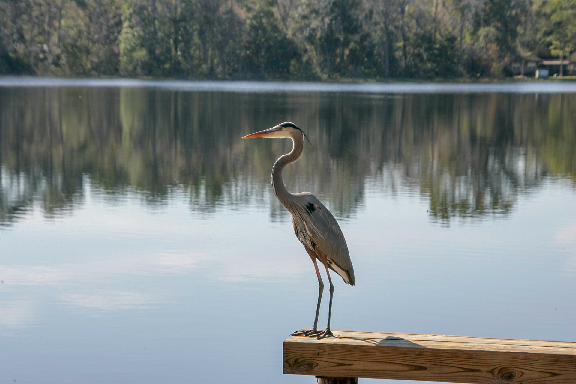 Great Blue Heron on the dock - Interlachen, FL