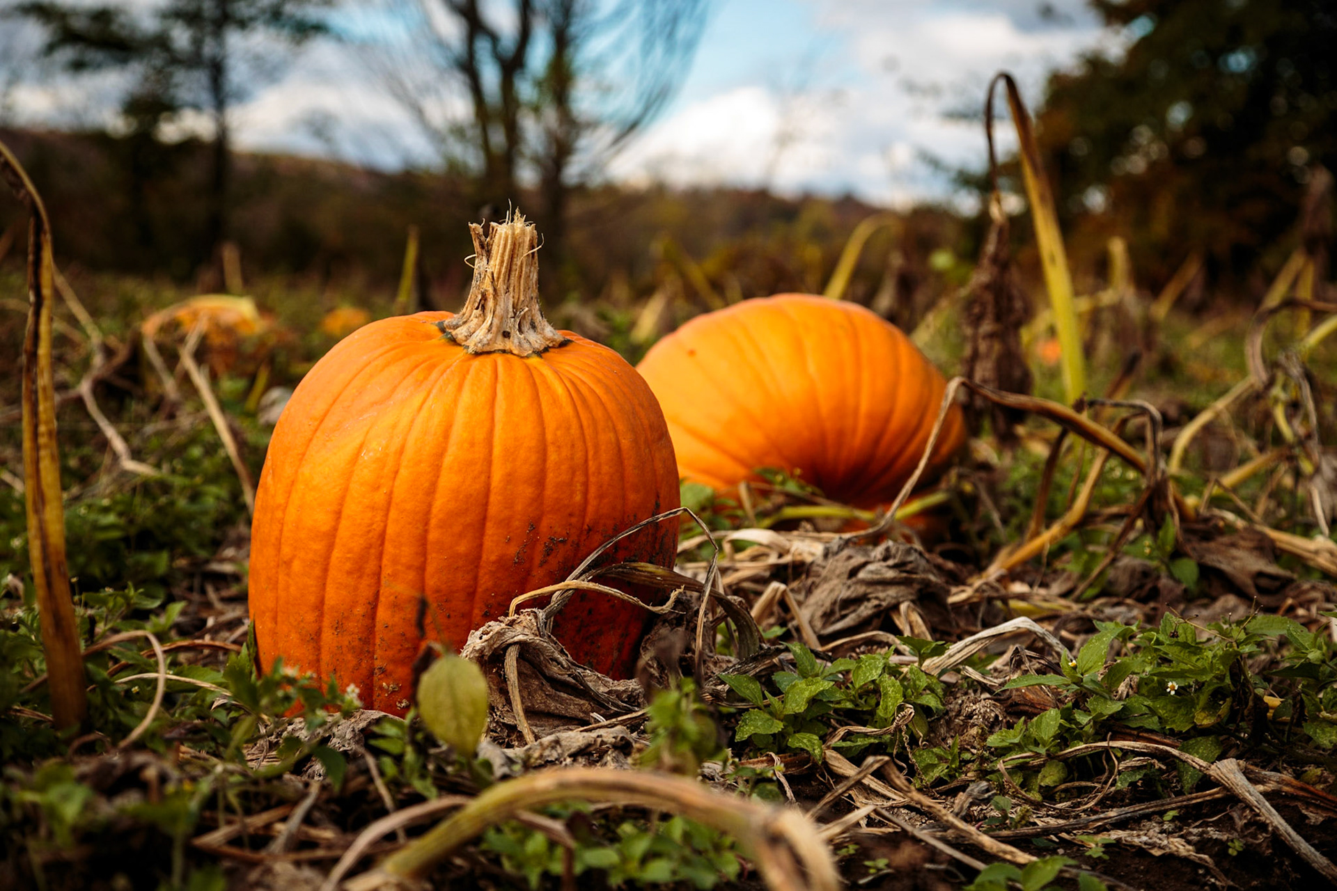 pumkin patch remains - Stowe VT