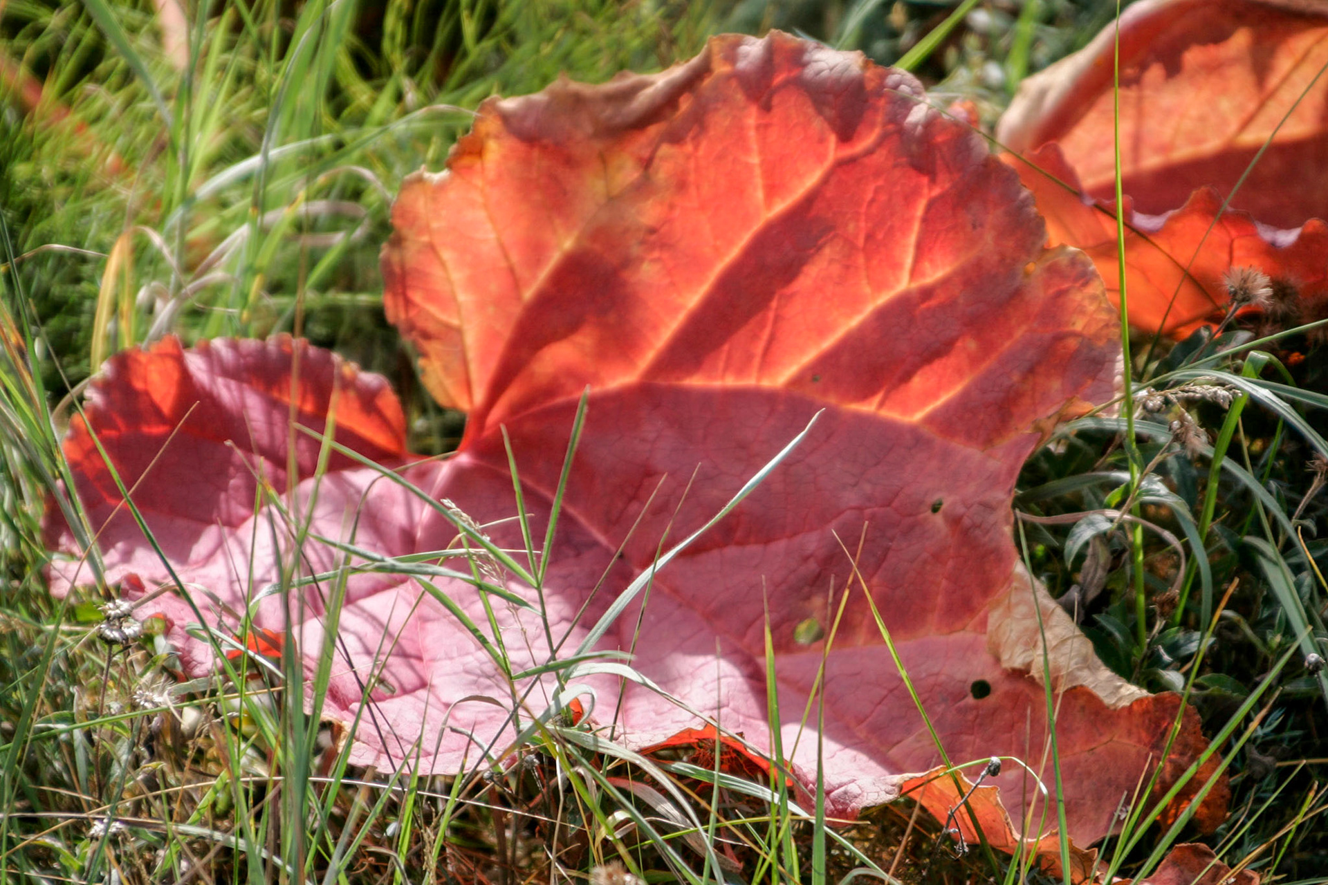 Large leaf - Skagway, Alaska