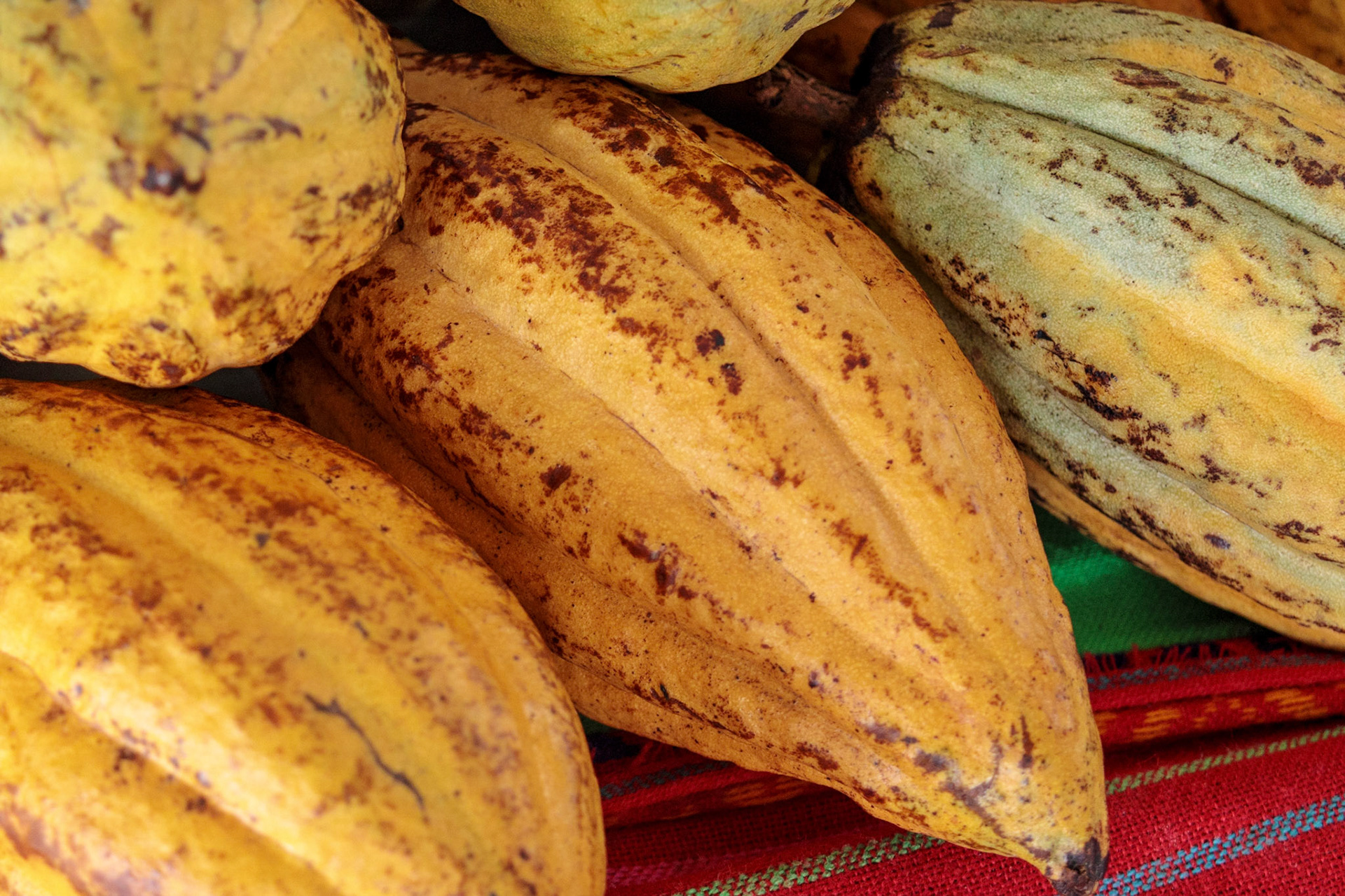 Cacao Bean Pods - Tuxtla Chico, Puerto Chiapas, Mexico