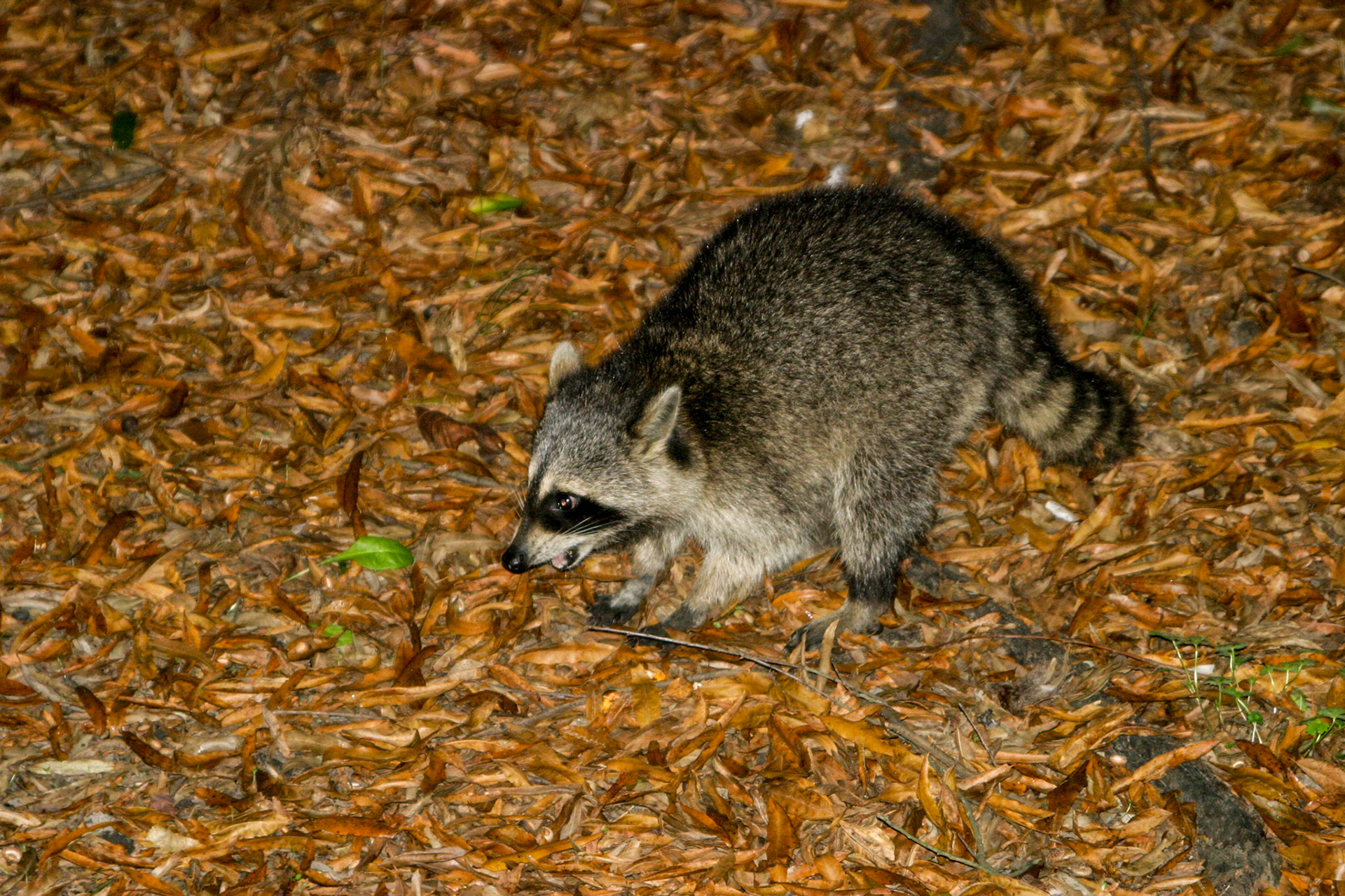 Racoon caught by the flash - Natural Land Bridge, Virginia