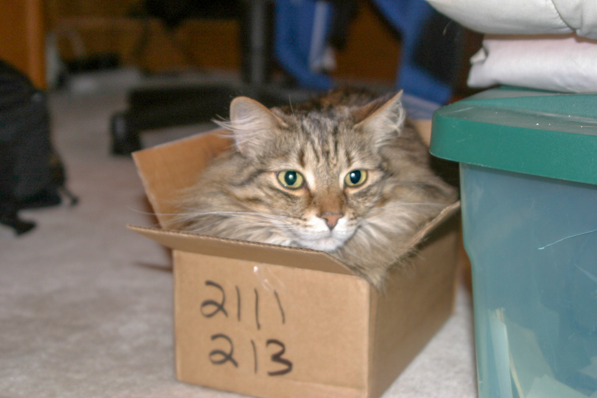 I fit! - Alexandria, VA
