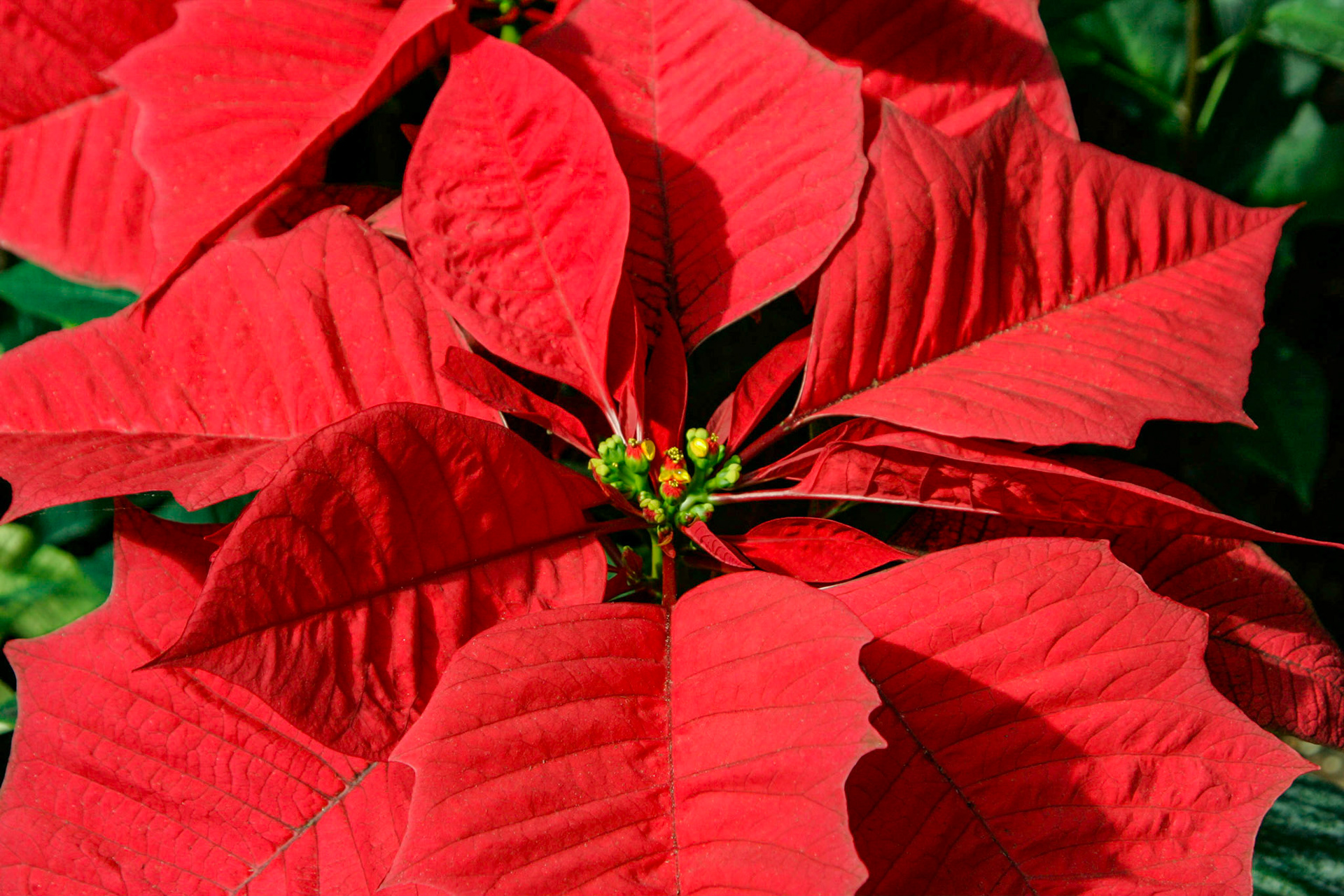 Poinsettia - Calloways Gardens, Pine Mountain, Georgia