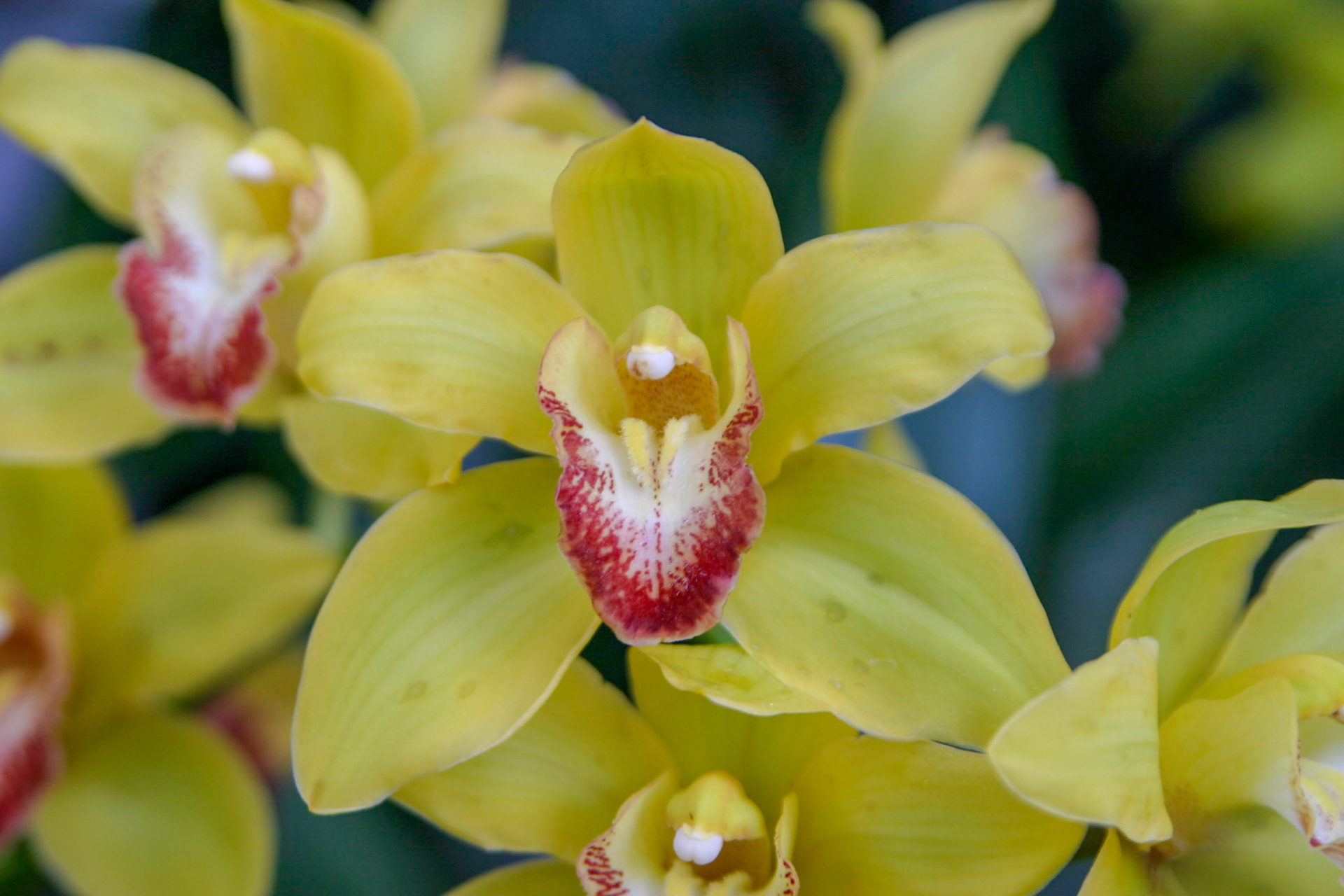 Orchids at the National Botanical Gardens - Washington DC