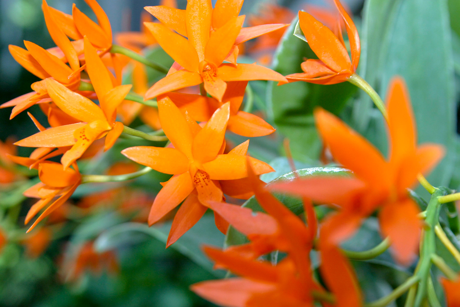 Flowers at the National Botanical Gardens - Washington DC