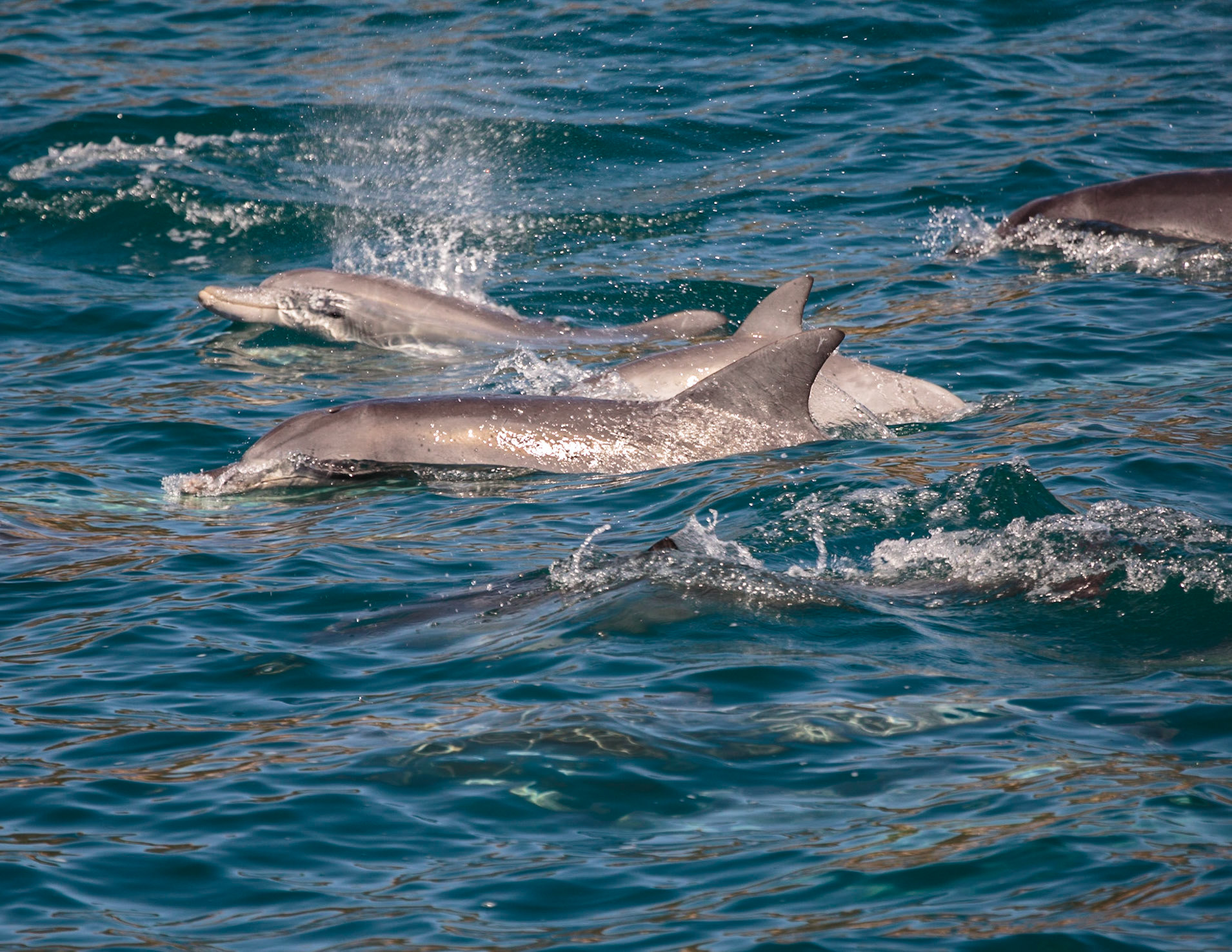 Dolphins playing in boat's wake - Australia, Esperance