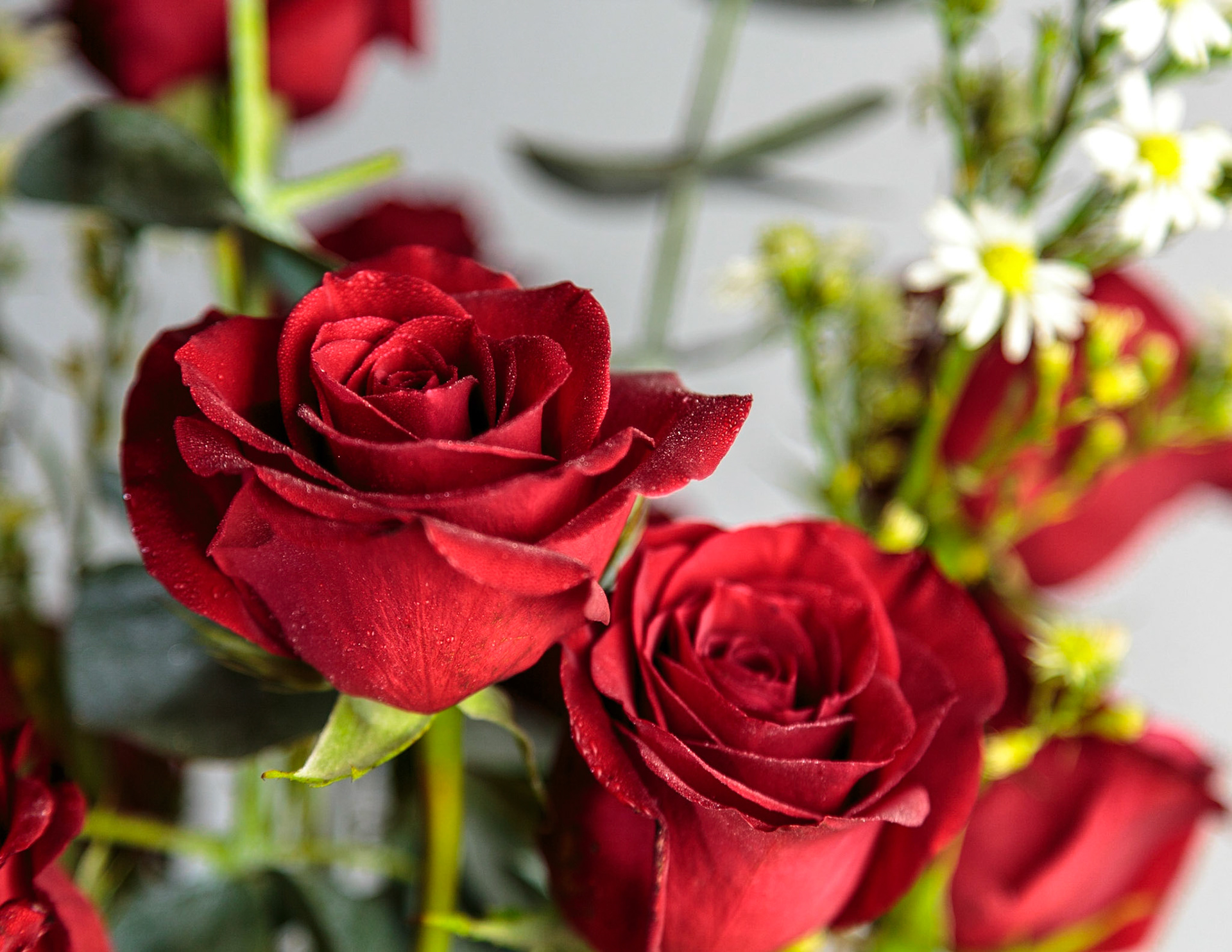 Red roses