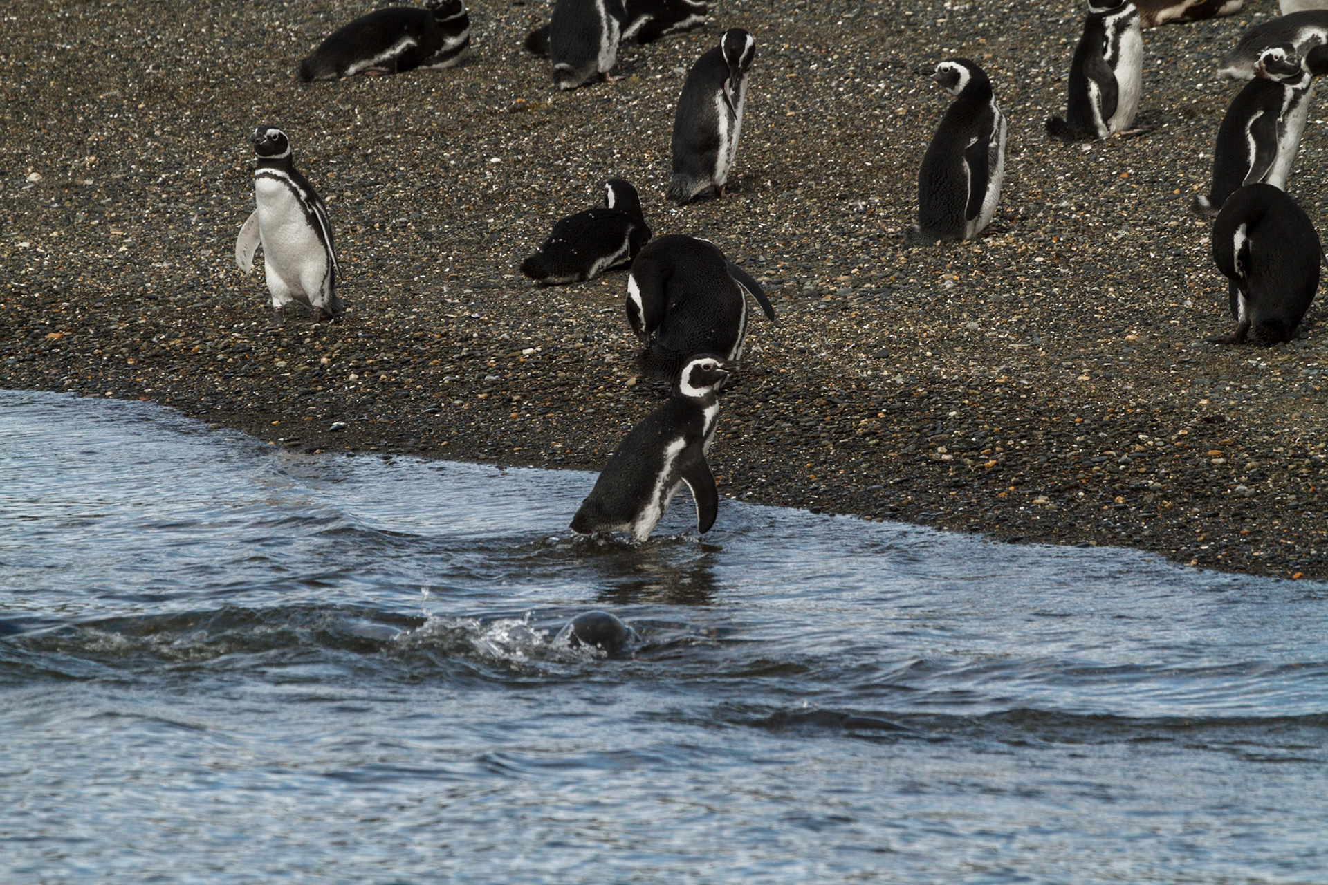 Penguins on the beach - Ushuaia, Argentina