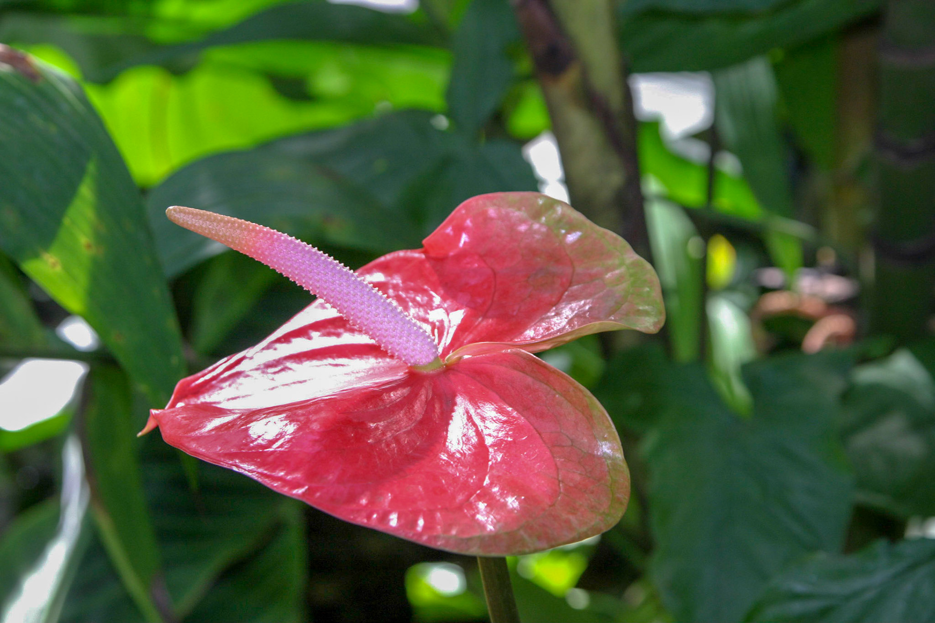Flowers at the National Botanical Gardens - Washington DC