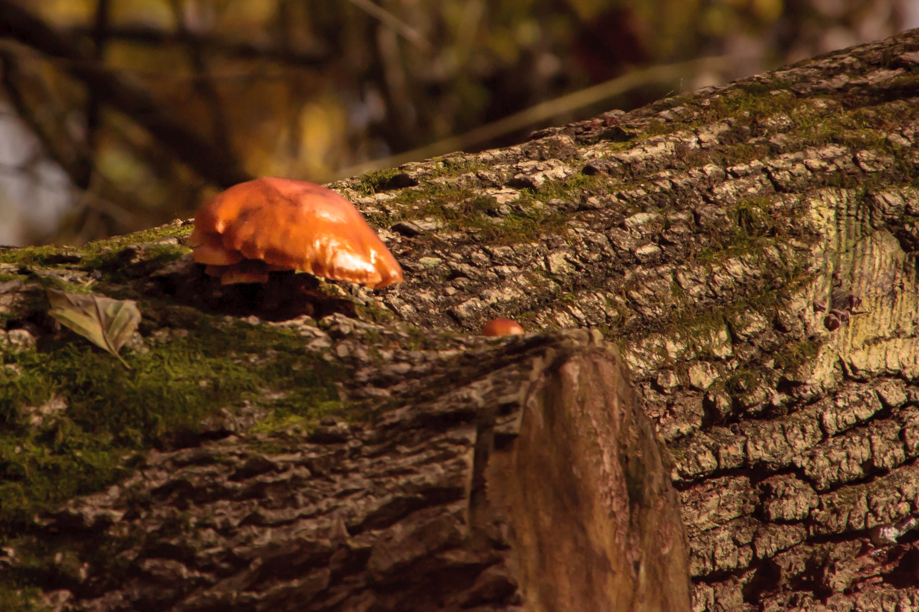 Forest mushroom - Great Falls, Potomac River, Virginia