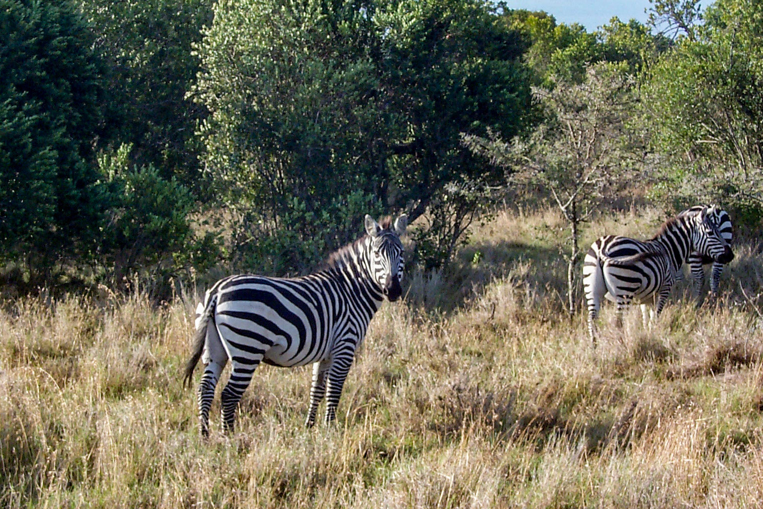 African photo safari, zebras - Kenya