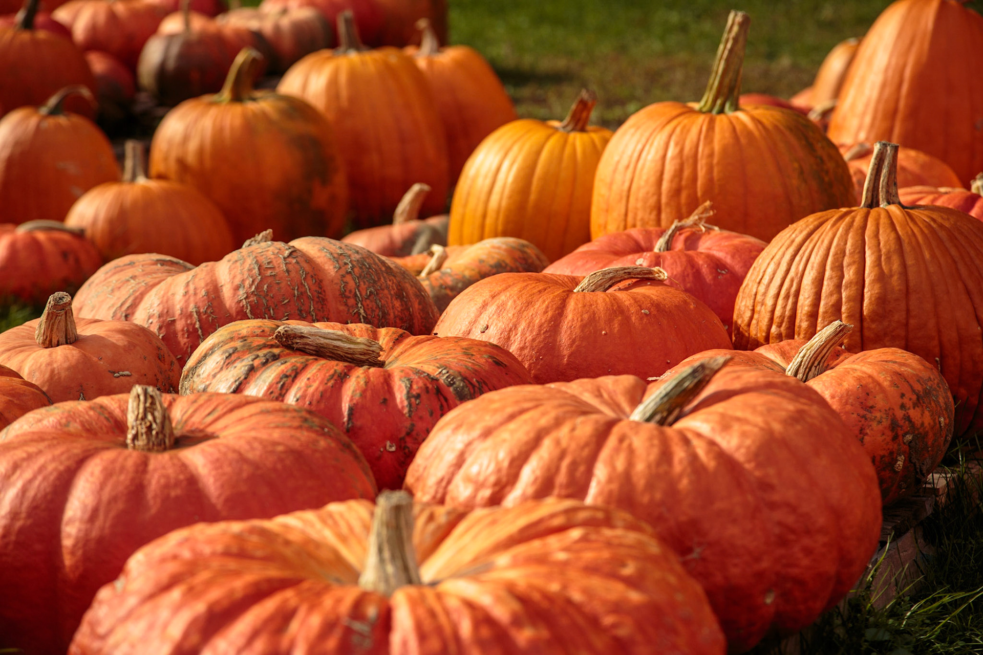 Pumpkins, Stowe VT