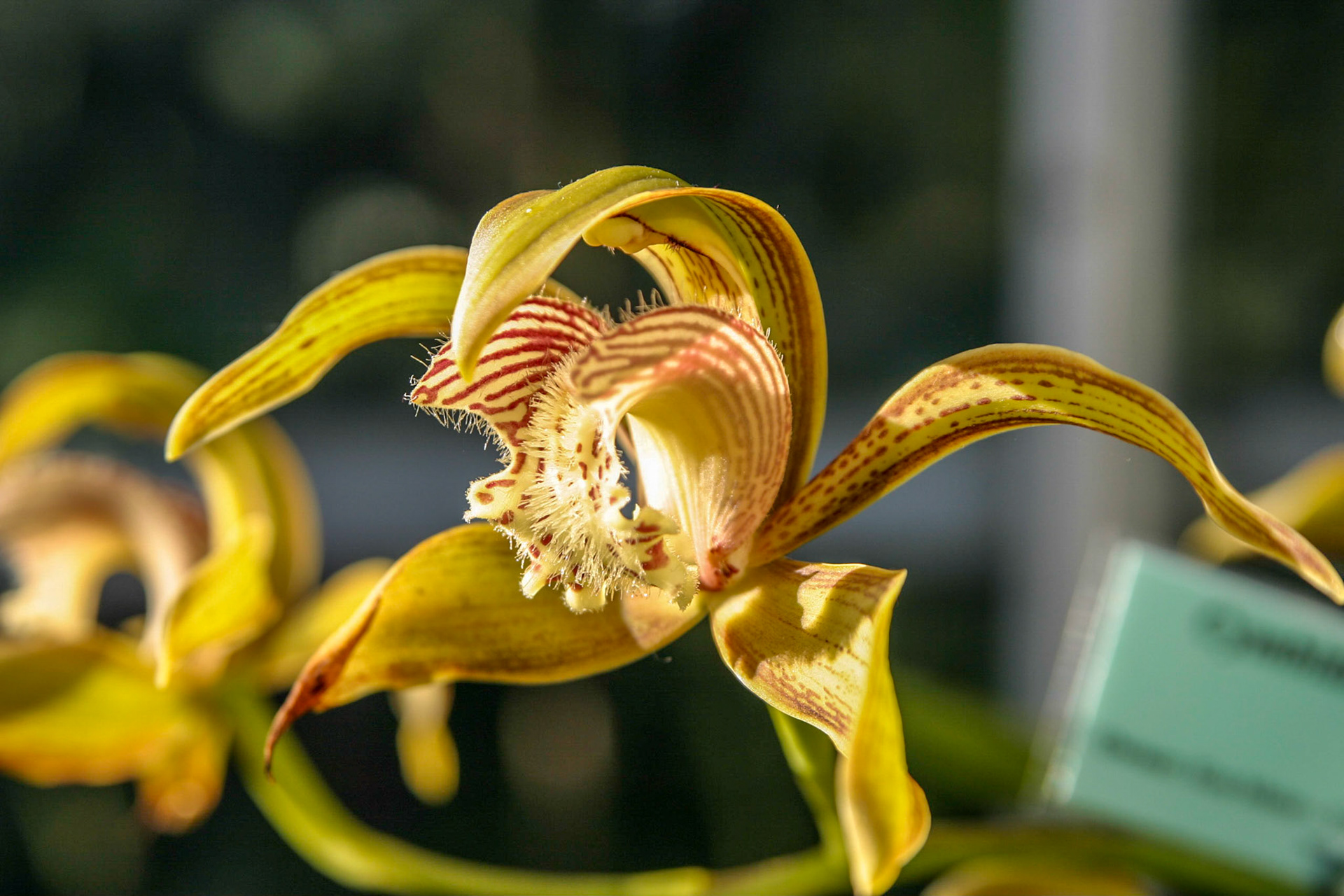 Orchids at the National Botanical Gardens - Washington DC